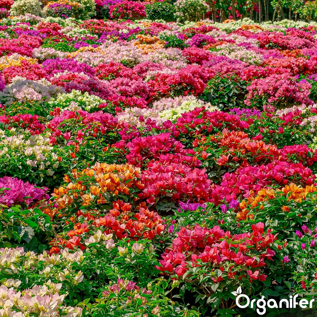 Fertilizante Líquido - 5x1L - Para Flores - NPK 3-4-3 | Plantas Fuertes Y Floración Abundante - Organifer