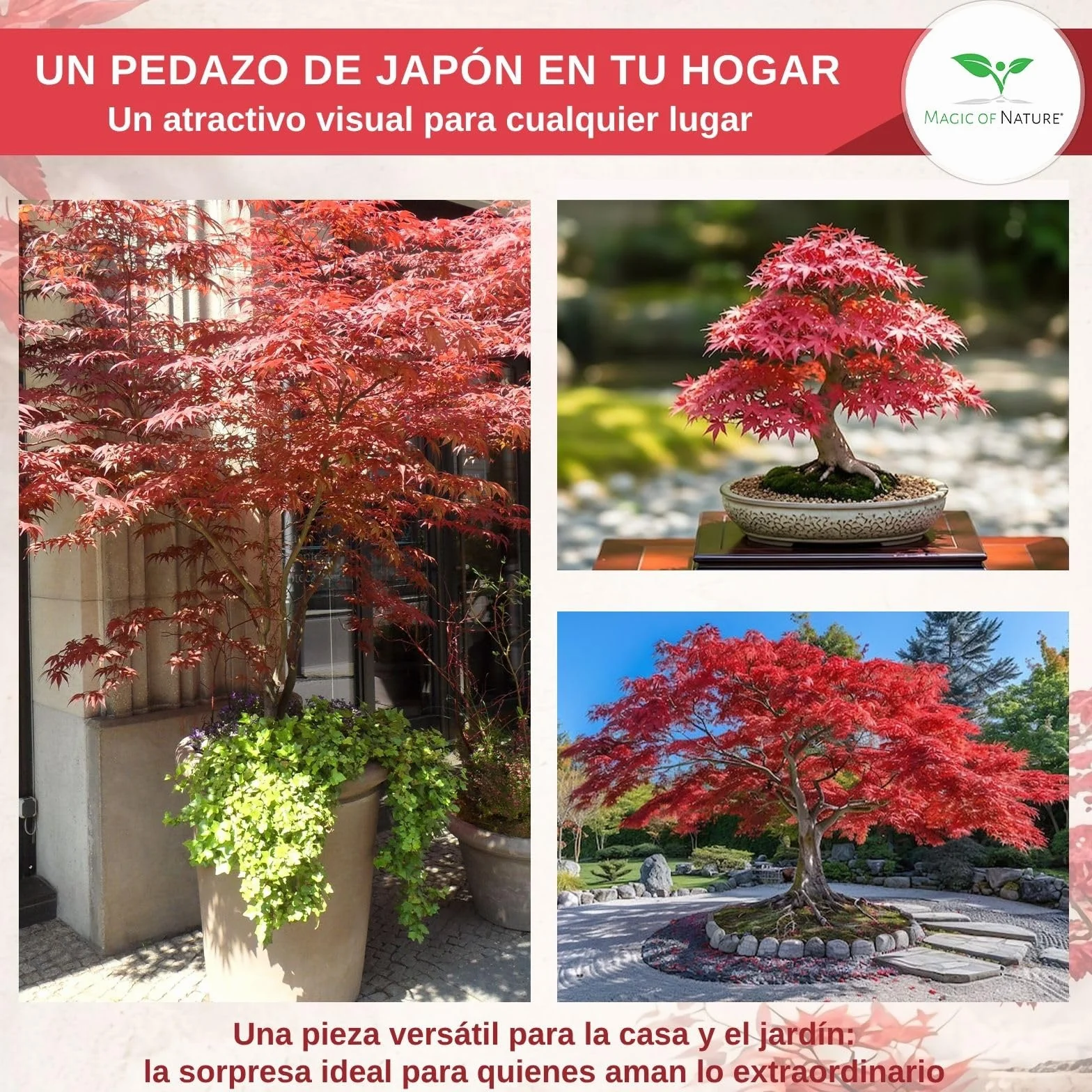 Magic of Nature: Semillas de Arce Japonés Rojo (20 Uds) Adecuado para Bonsái