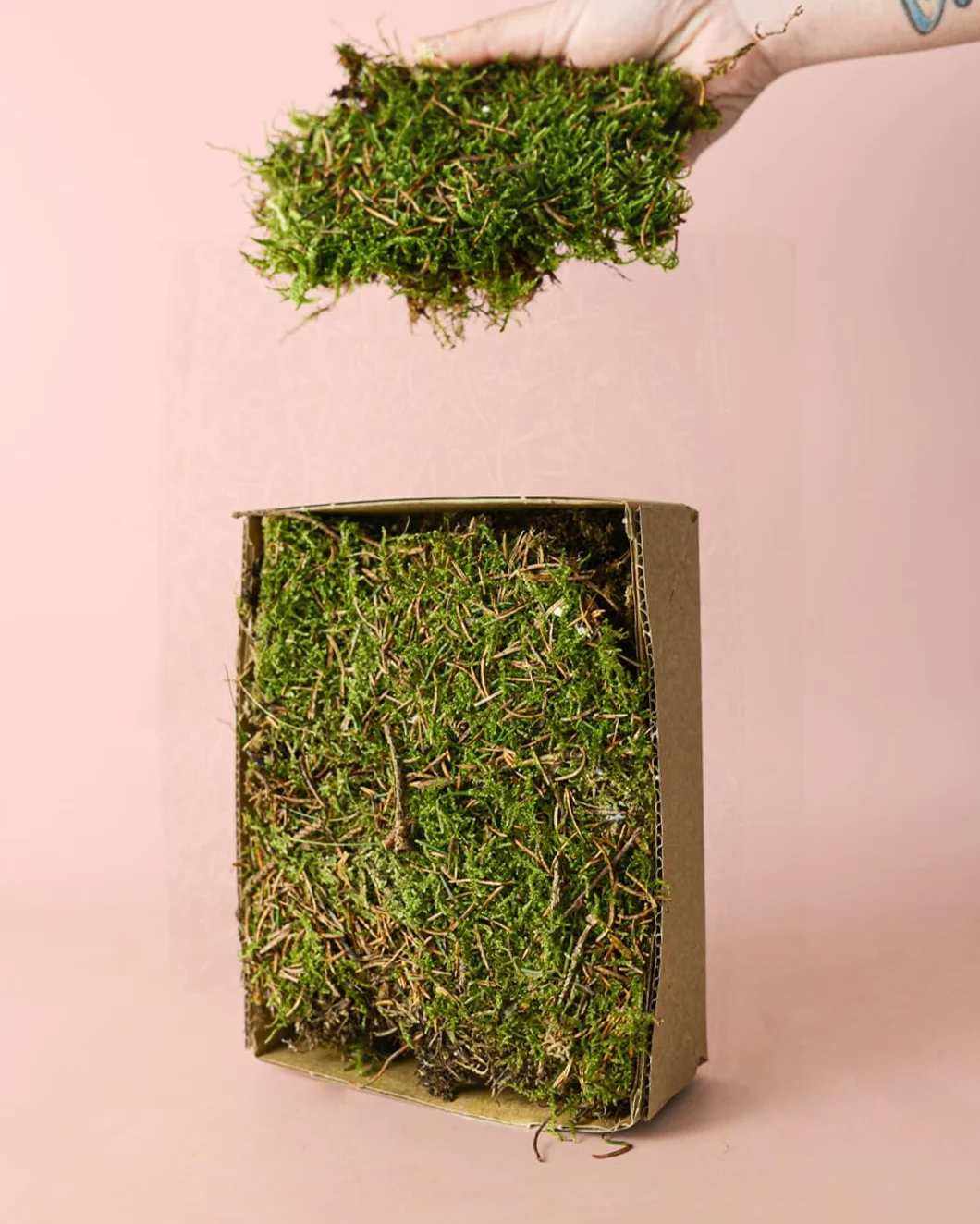 PUR PLANT Musgo Natural para Terrario Húmedo | 2 Piezas 14x19 cm Aprox. | Ideal para Kokedamas y Terrarios | Reutilizable