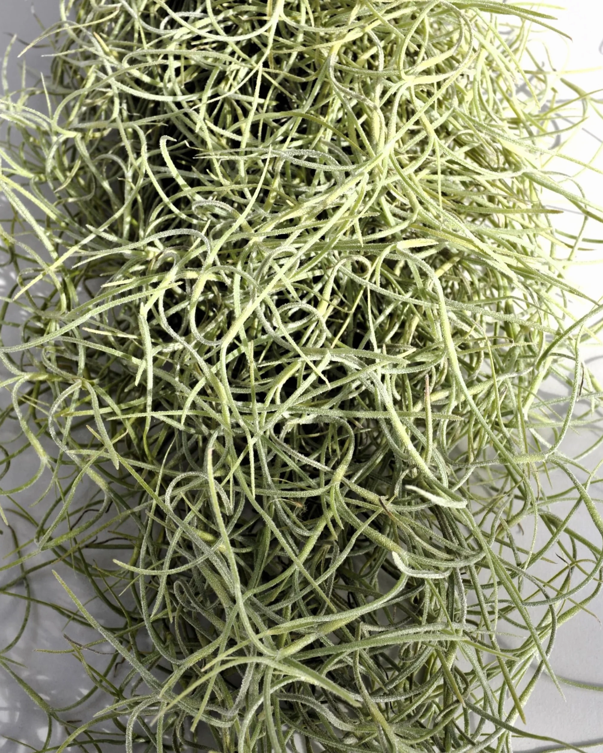Tillandsia usneoides, Curiosarium, Barba de Viejo, Musgo Español, Planta del Aire, Planta Exótica, Verde Grisáceo, Interior/Exterior, Sin Sustrato, Colgante Decorativa, Longitud 50 cm, Diámetro 15 cm.