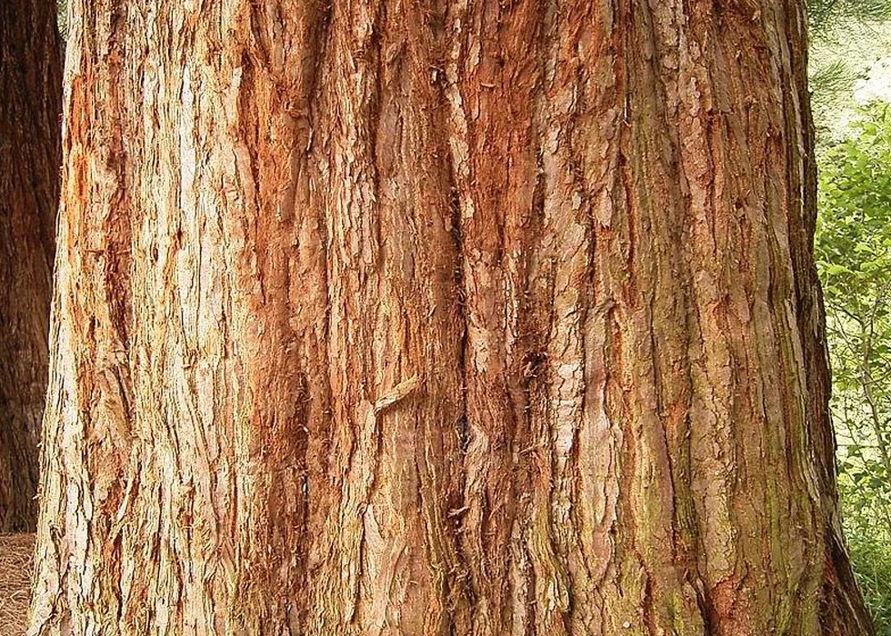 SAFLAX - Árbol mamut - 50 semillas - Sequoiadendron gigantea