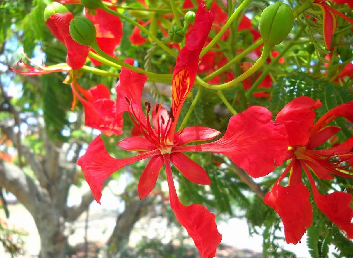 20 Semillas de Flamboyán Rojo - (Delonix Regia)
