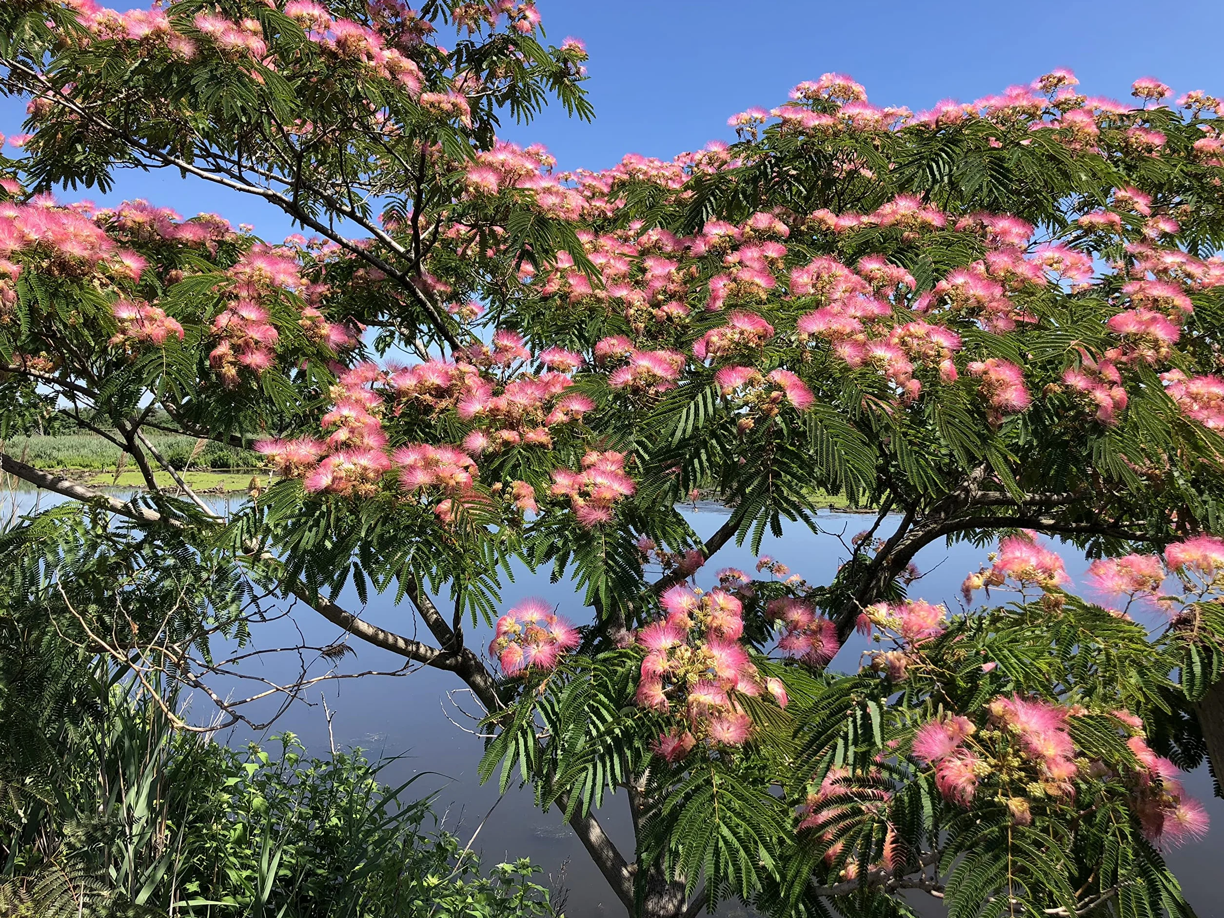 20 Semillas de Acacia de Constantinopla (Albizia Julibrissin) - Árbol Ornamental de Flores Rosadas