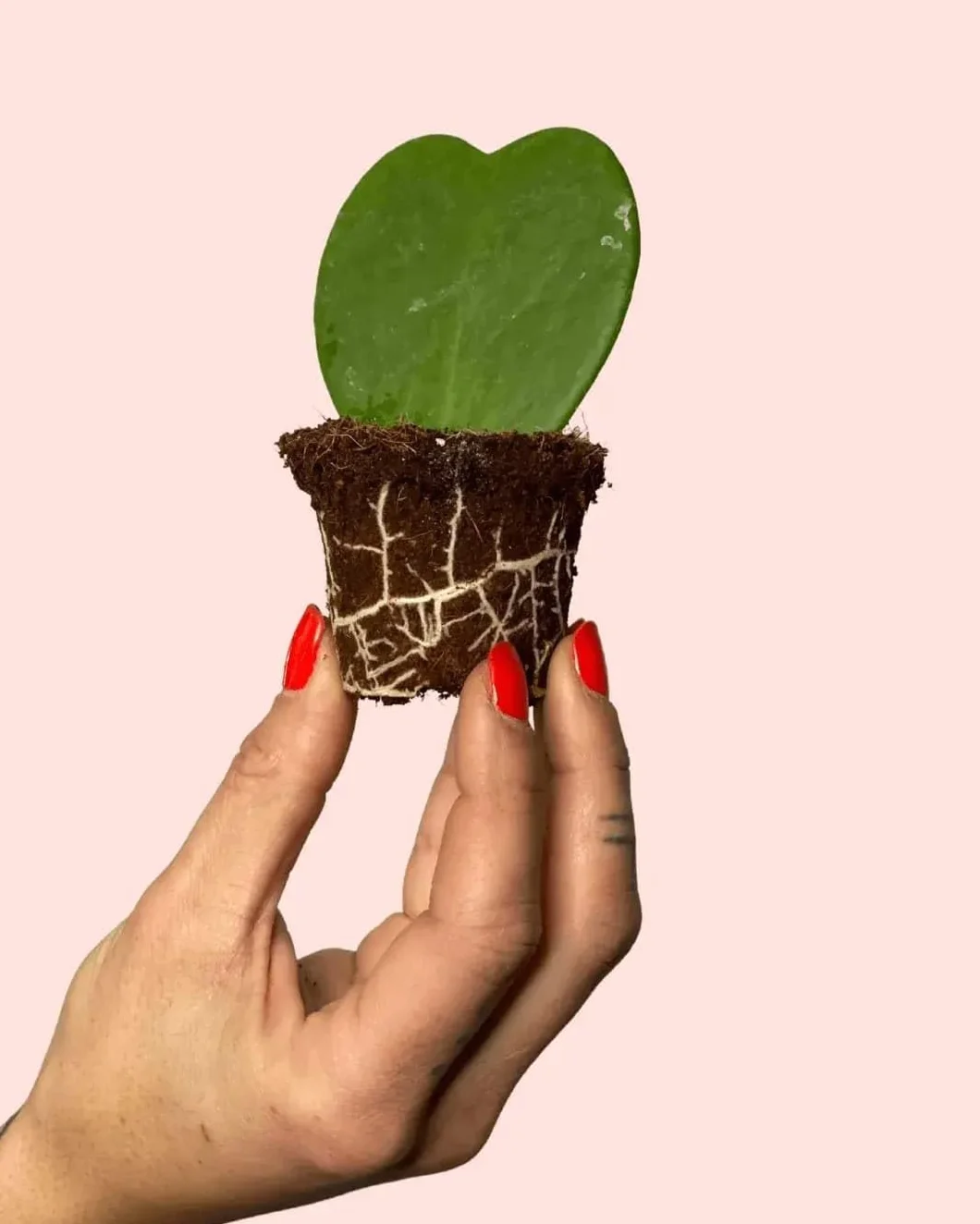 PUR PLANT Hoya Kerrii Mini | Planta Corazón Natural Pet Friendly | Planta de Interior Decorativa | Maceta de Ø6 cm