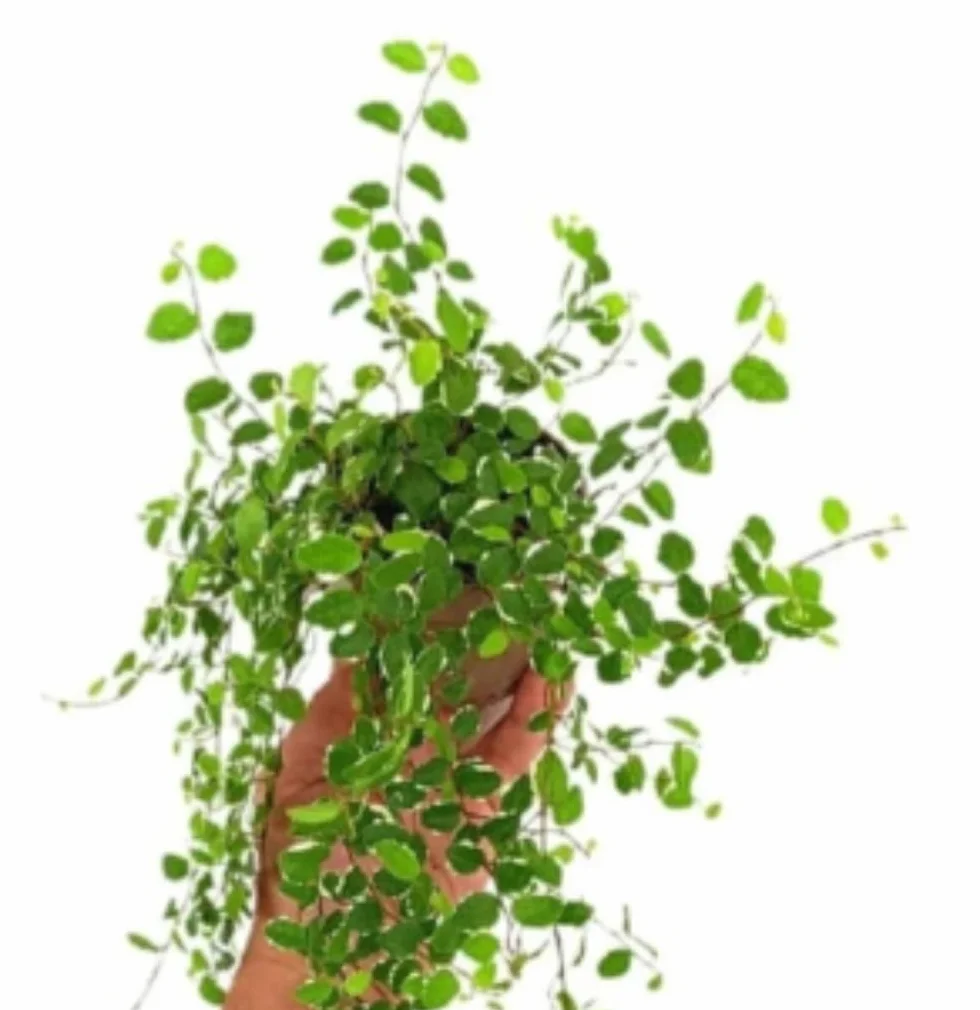 Pack de 3 Plantas Ficus Pumila White, 15-20 cm. Planta trepadora de interior con hojas verdes y bordes blancos, decorativa. Segura Garden.