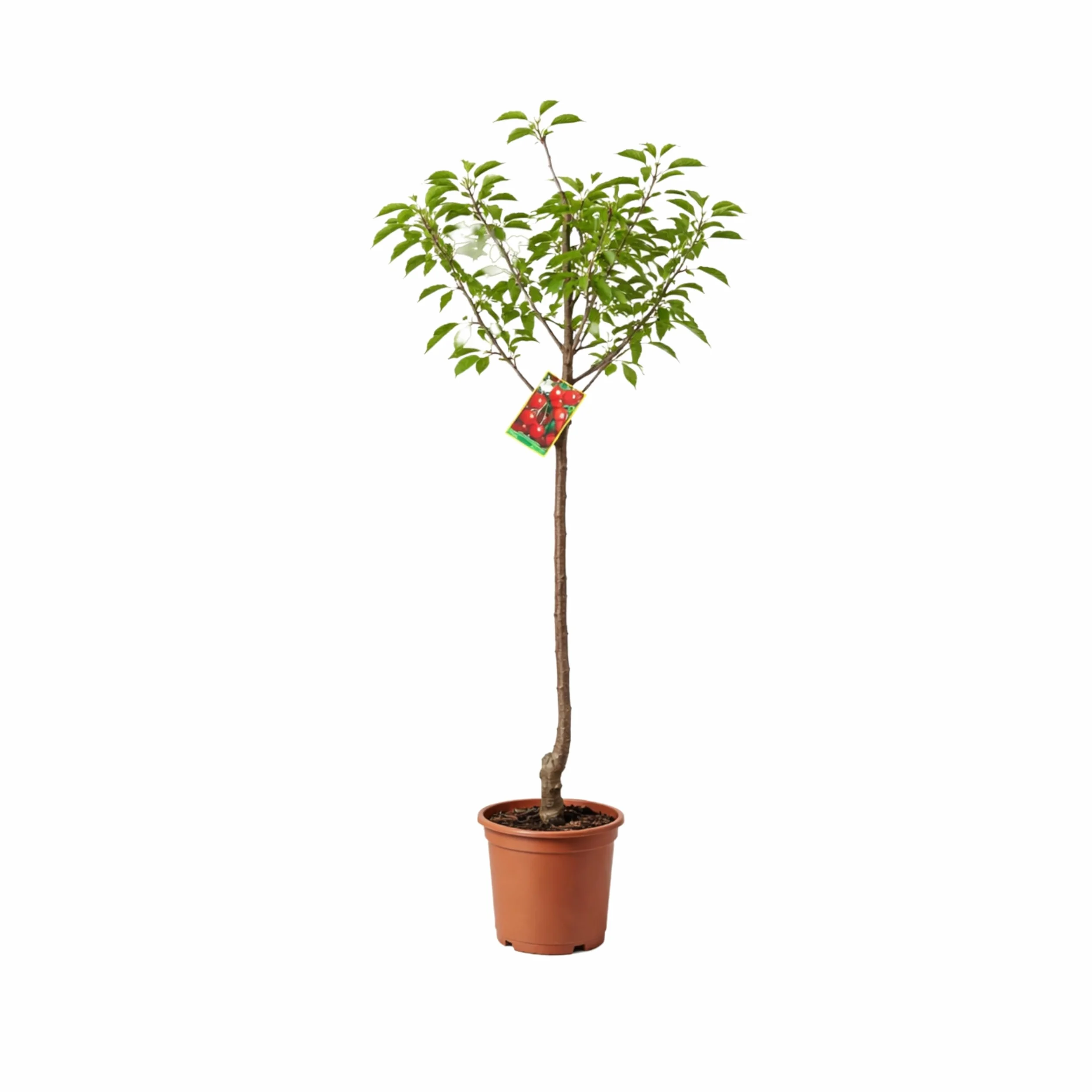 Cerezo Lapins Autofértil en Maceta, 140 cm de altura, Árbol Frutal Exterior con Cerezas Dulces Planta Natural para Jardín Terraza Huerto Floración Primavera Fácil Cultivo. Cerezo