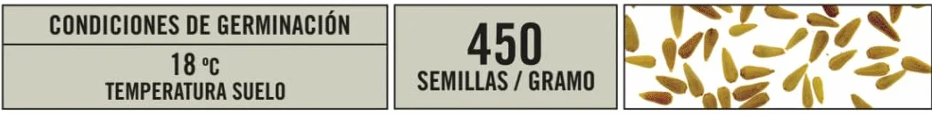 Semillas Batlle Reina Marg. ENANO flor crisantemo