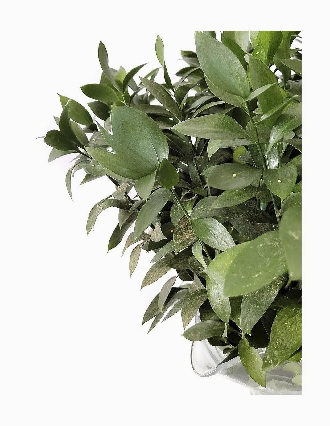 JARDIN202 - Ruscus | Flor Natural | Ramo de 50 tallos | Verde | 80cm de alto