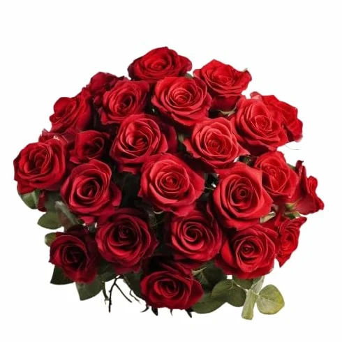 Ramo de Rosas Rojas Natural con 25 Flores de Color Puro y Elegante Rosas para Regalar