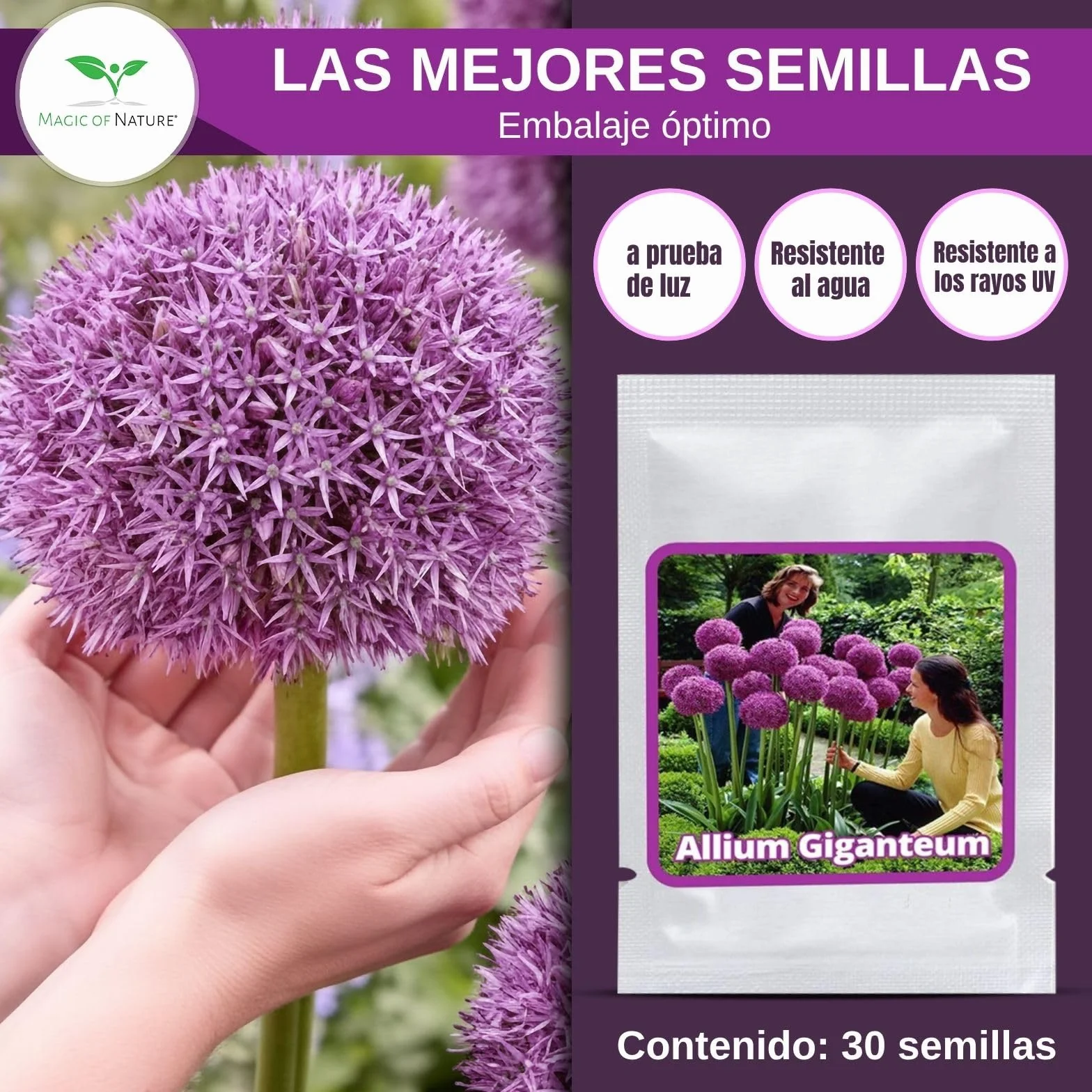 Magic of Nature Semillas de Allium Gigante (30 uds) Allium giganteum, Resistente y Perenne - Flores Violetas hasta 150cm para tu Jardín