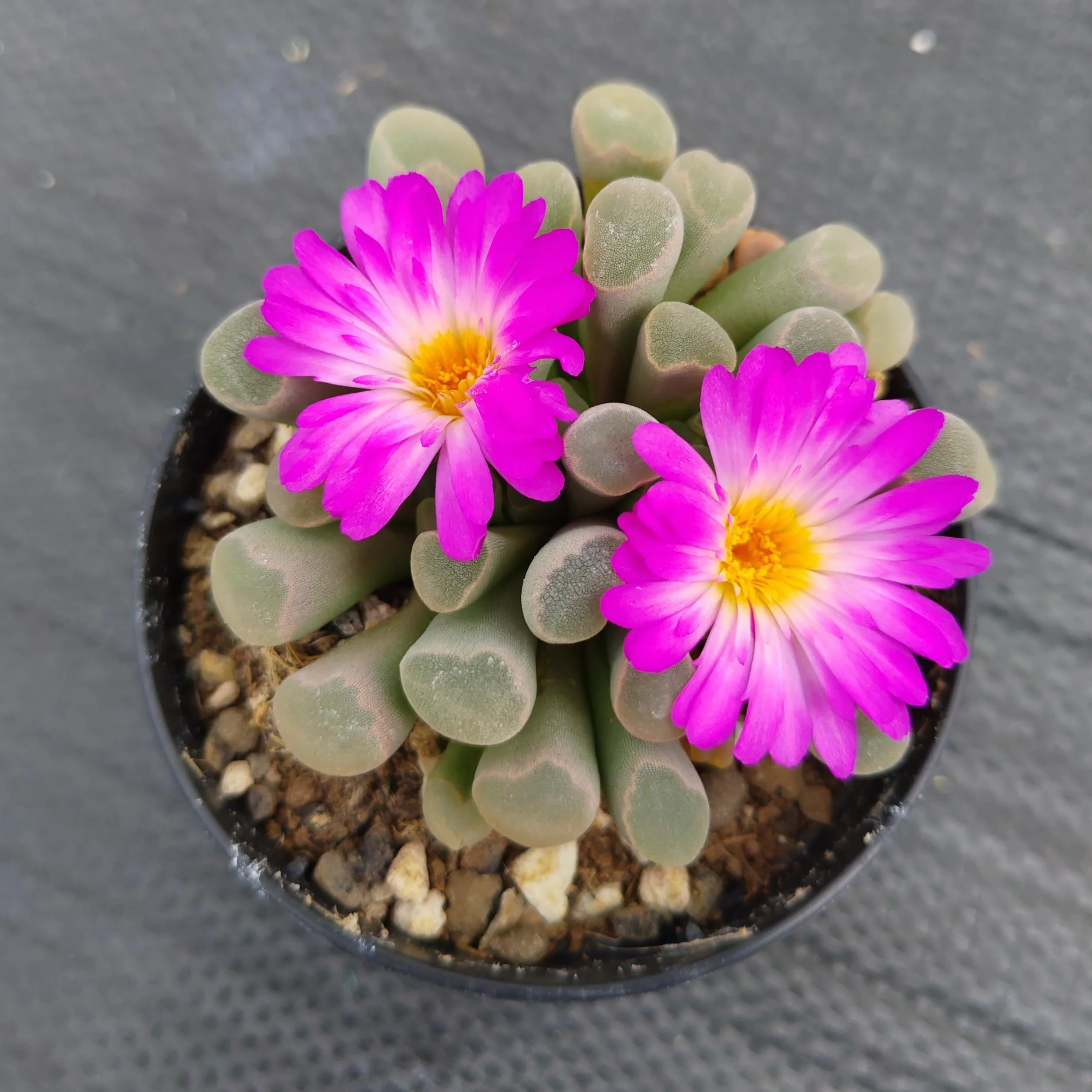 SUNNYPLANTS - Frithia Pulchra - Dedos de Bebé, Plantas Lithops, Suculentas de Piedra Viva, Piedras Vivas, Planta de Piedra