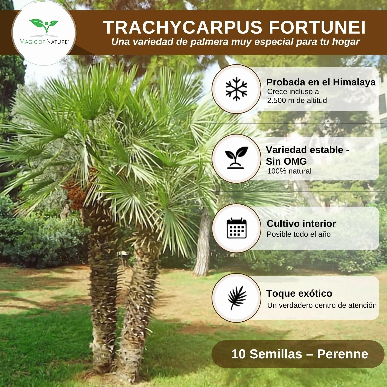 Magic of Nature Palmera de la Fortuna 10 Semillas - Trachycarpus fortunei - Palmito Elevado hasta -17°C - Semillas de Palma para Jardín