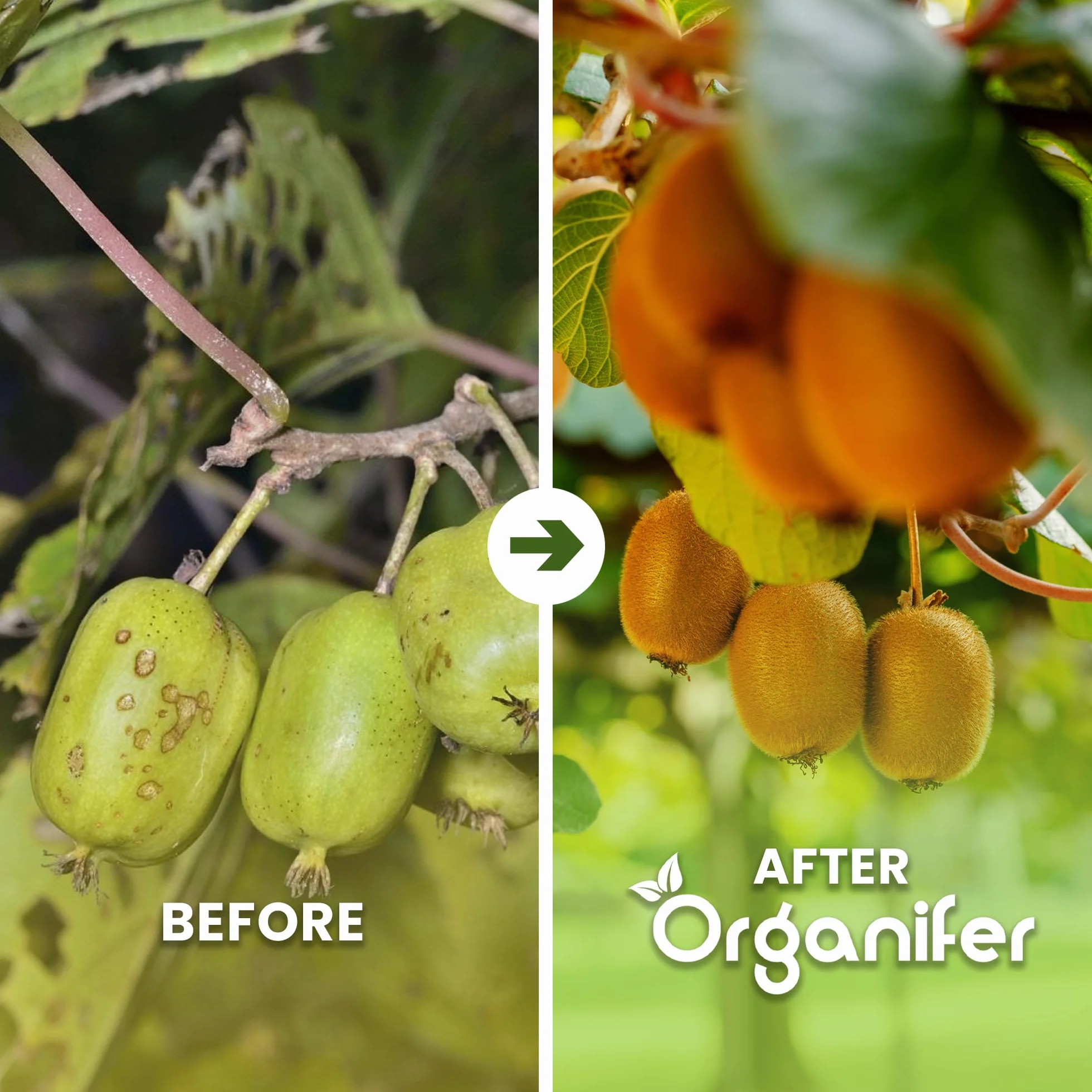 Fertilizante Líquido Orgánico 2x1L Para Kiwi – Favorece Hojas Lujosas Y Frutas Saludables – Organifer