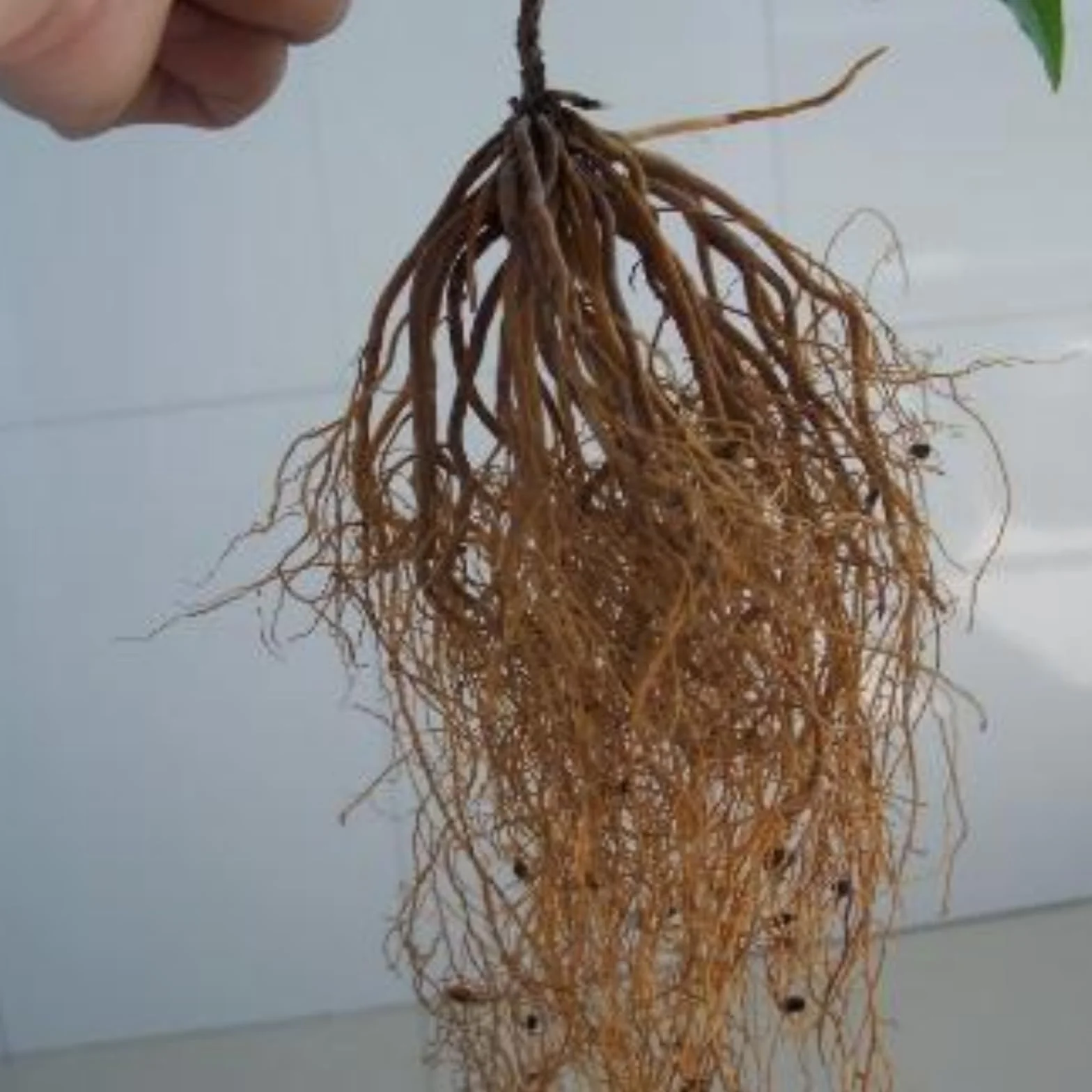 Raíz de clemátide. Resistente al frío, trepadora. "El Rey de Fujimoto". Cultivo de jardín.Adaptable.-4 Bulbos-A