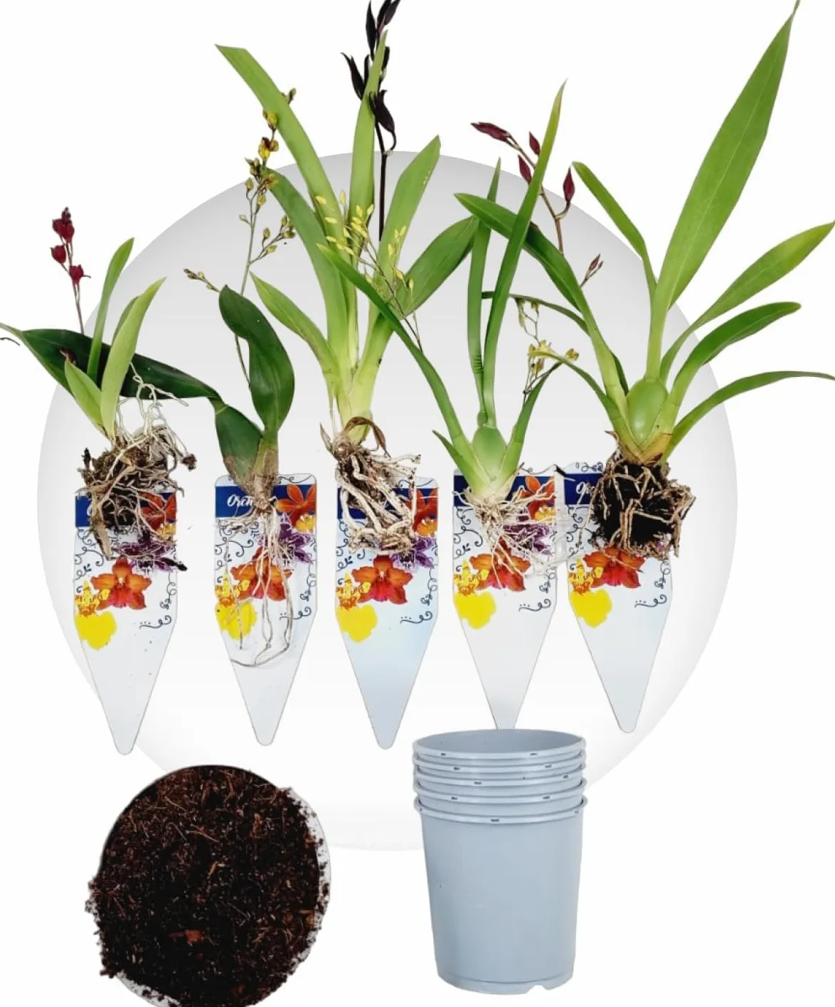Orquídeas mezcla 5 plantas de interior Holanda Cambria Colmonara Brassia 15-20 cm
