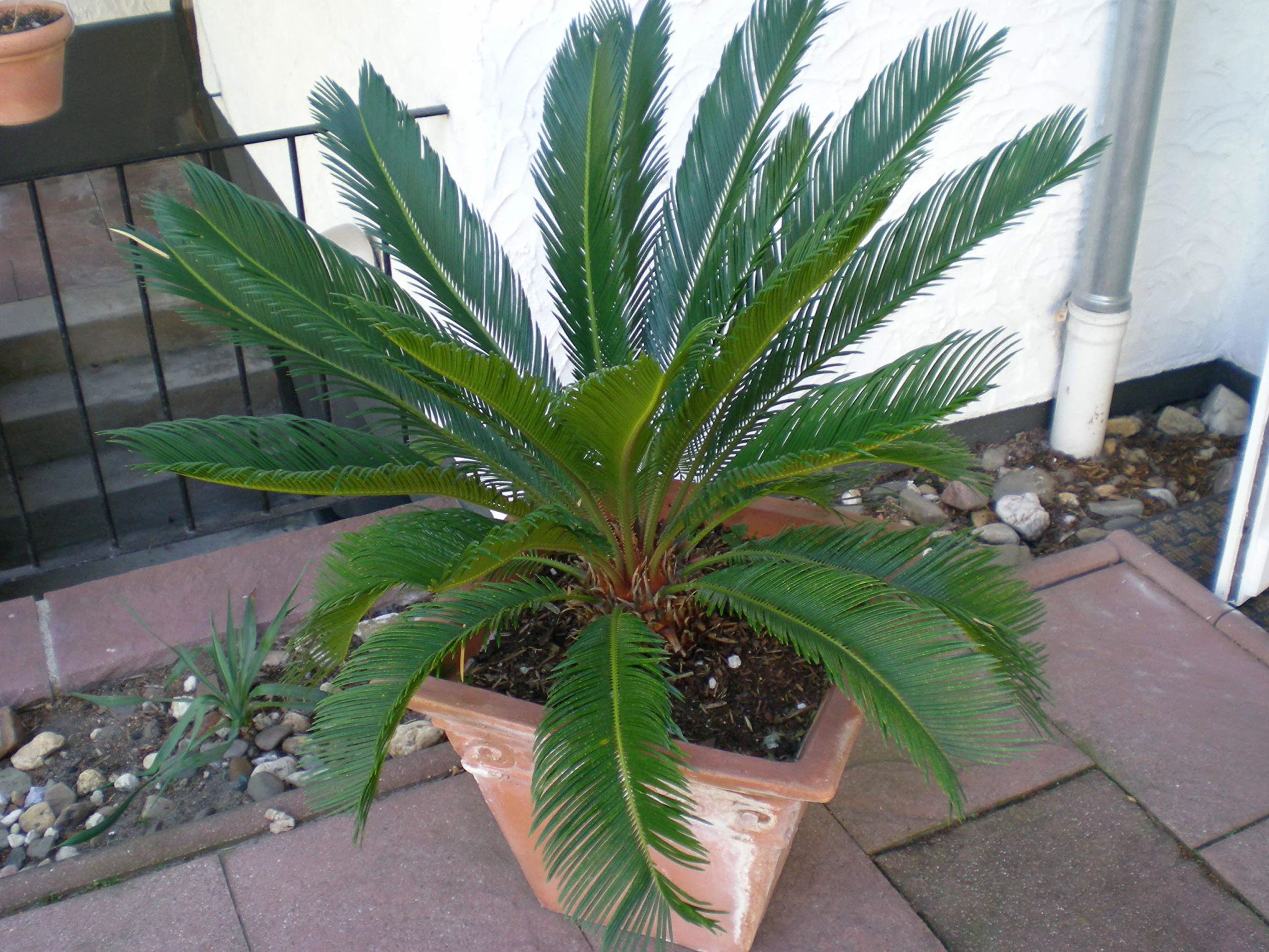 Abono para palmeras 3 kg