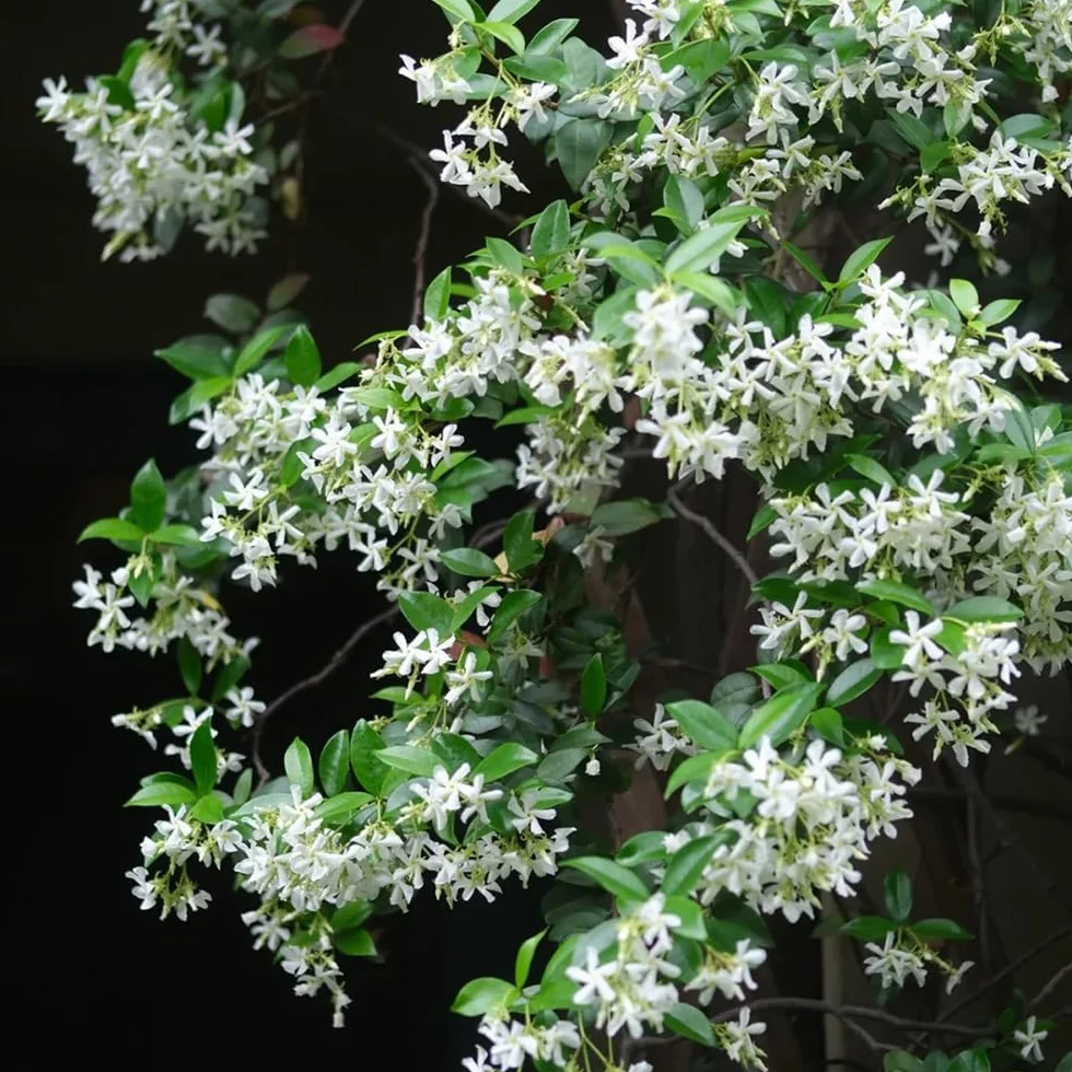 Semillas de jazmín estrella - las trepadoras son resistentes Trachelospermum jasminoides - balcón de semillasde jardín 50pcs