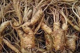 Aamish 25 piezas de semillas de ginseng coreano