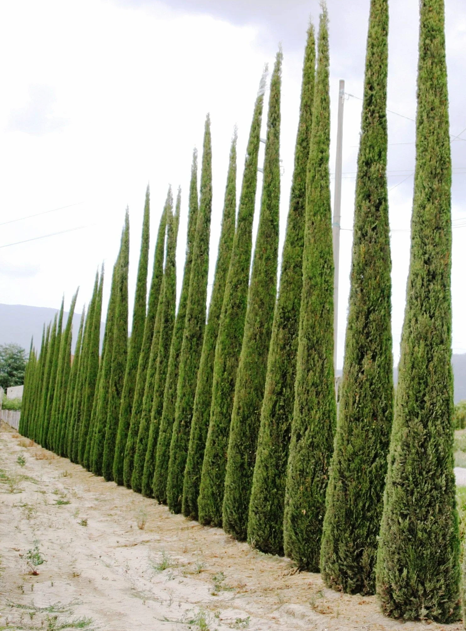 100 Semillas Ciprés Mediterráneo (Cupressus Sempervirens Pyramidalis) Verde