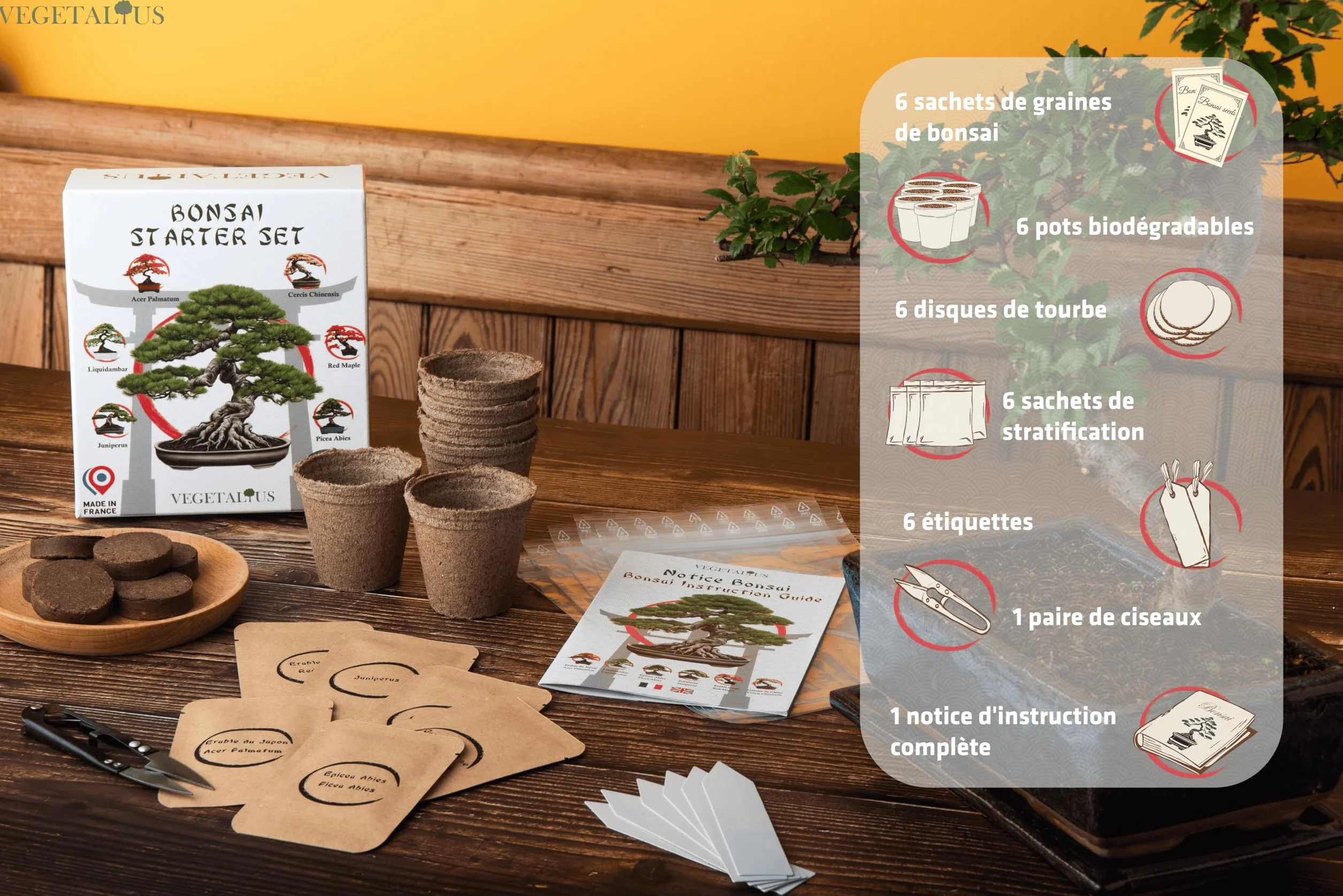 Kit completo de 6 Bonsai con semillas y accesorios - Fabricado en Francia - Idea original de regalo para mujer y hombre para tu interior o jardín. Ideal para Navidad o Secret Santa