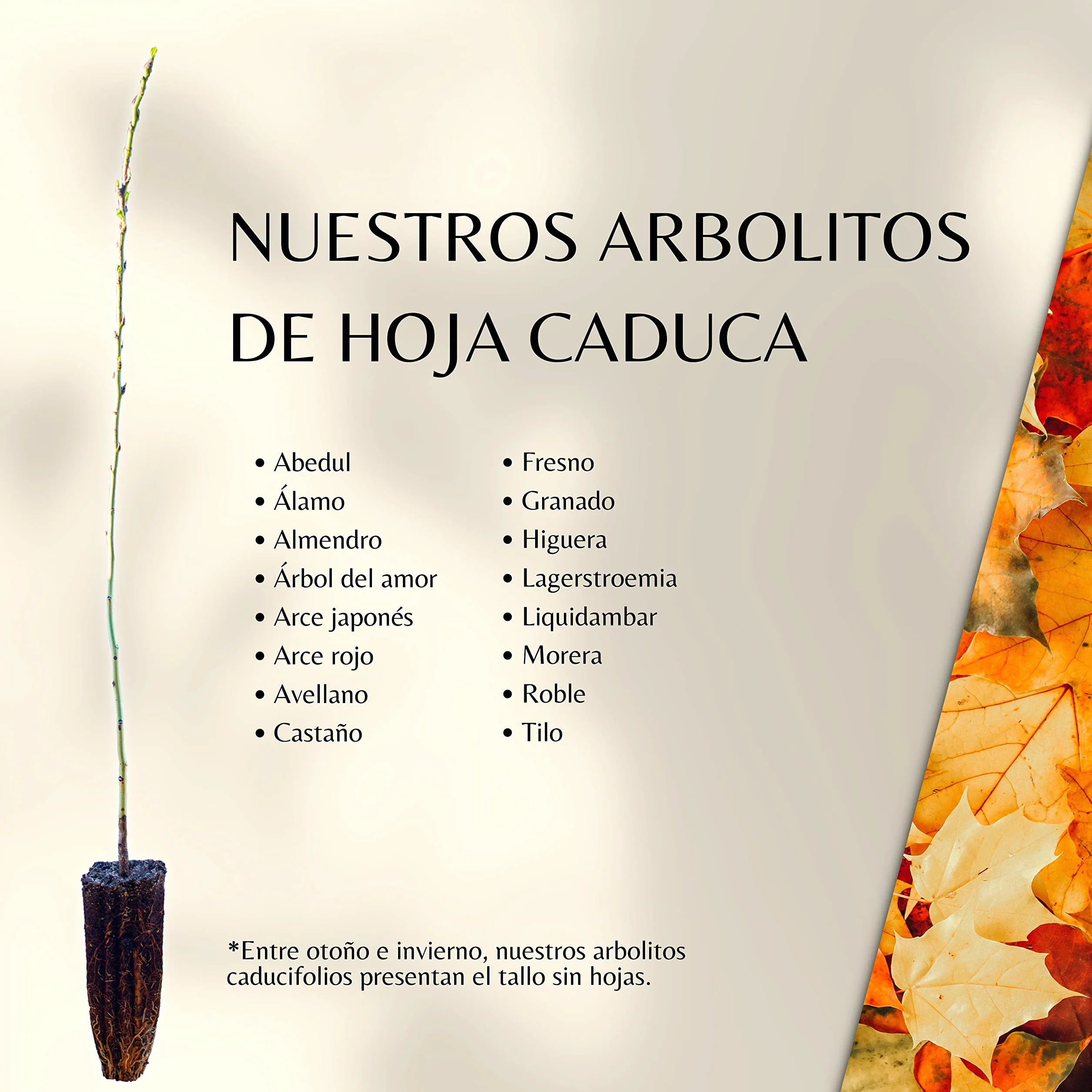 ÁRBOL del Amor de pequeño tamaño en Caja de Madera. Alveolo Forestal (1)