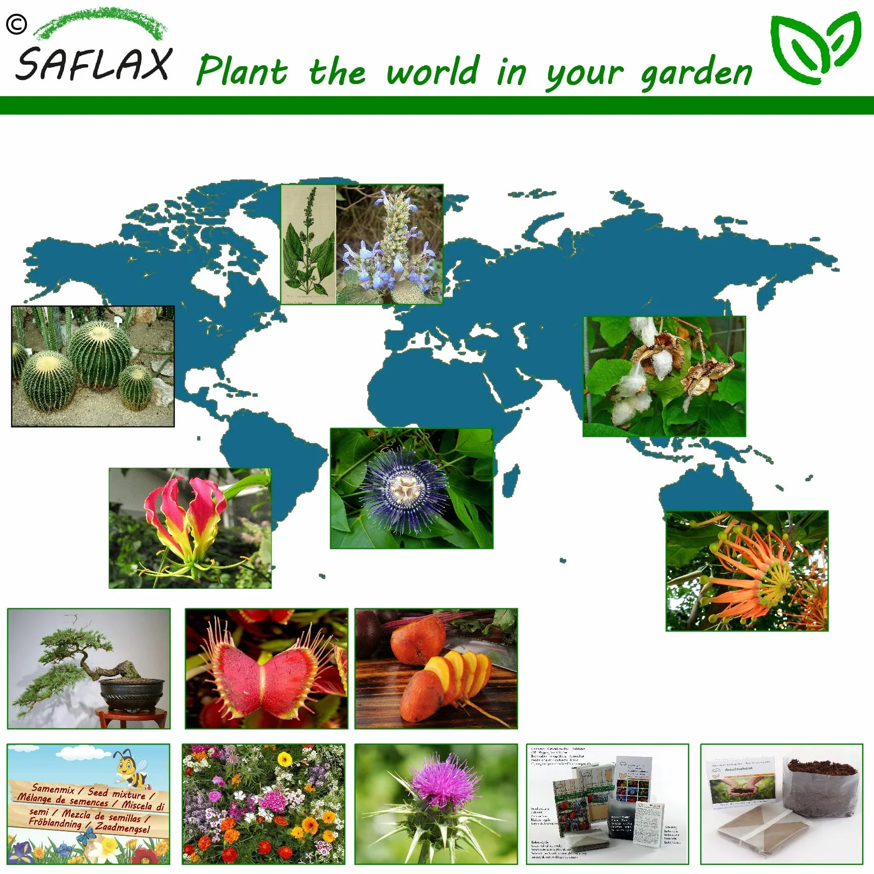 SAFLAX - Glicinia africana - 15 semillas - Bolusanthus africanus