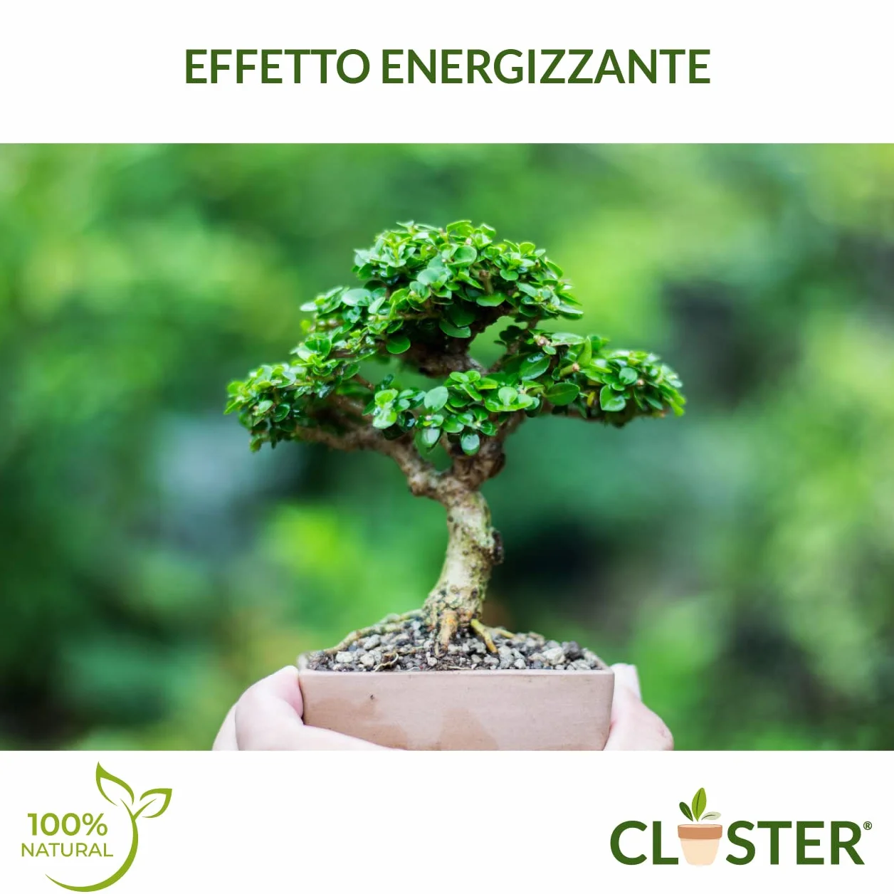 Bonsai Love 200 GR - Fertilizante Granulado de Liberación Lenta para Bonsáis - Fertilizante Natural Orgánico con Nitrógeno, Fósforo y Potasio - Para Bonsáis de Interior y Exterior