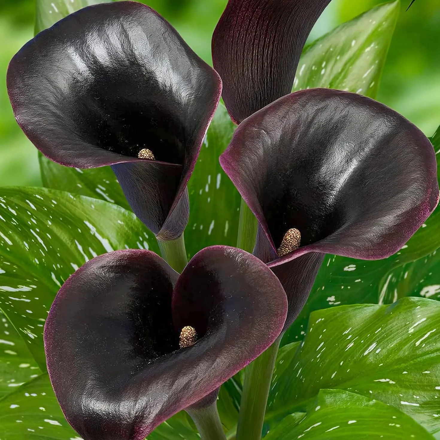 Colección de bulbos de flores de lirio de cala morado, negro y rojo, bulbos de Zantedeschia, 5 piezas reales y grandes que tienen más de 5 flores, ideales para la maceta, de Holanda