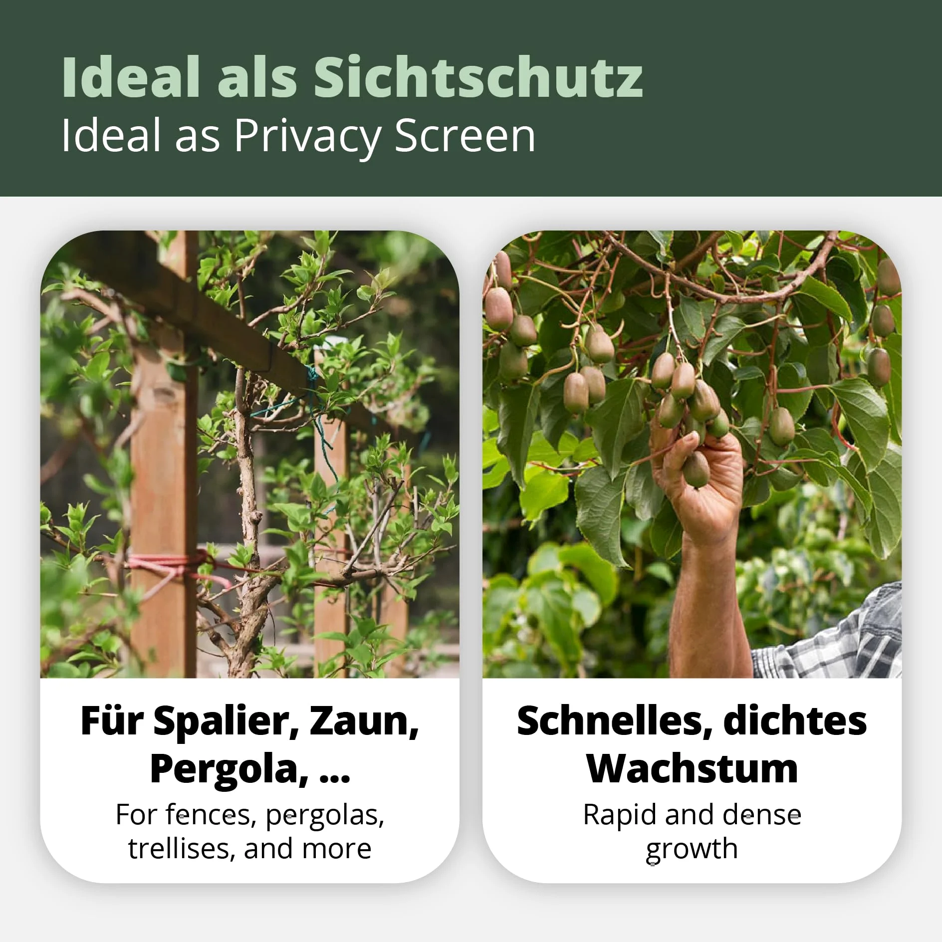 's Kiwi Trio – 3 plantas de kiwi (Actinidia arguta) – Mini kiwi – Garantía varietal directamente del cultivador