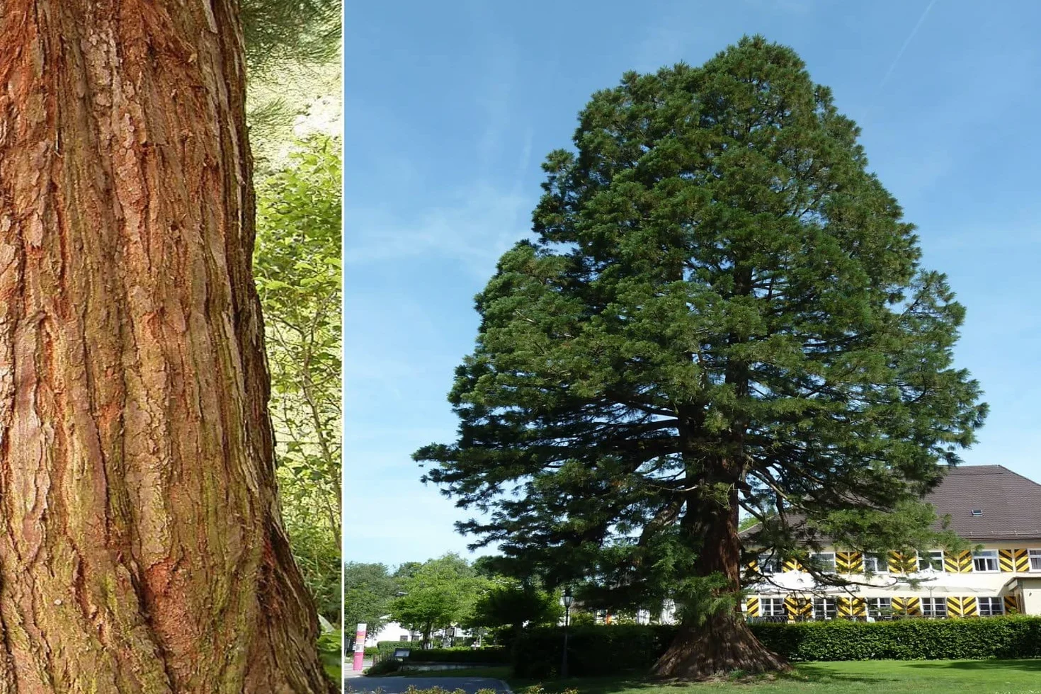 SAFLAX - Árbol mamut - 50 semillas - Sequoiadendron gigantea