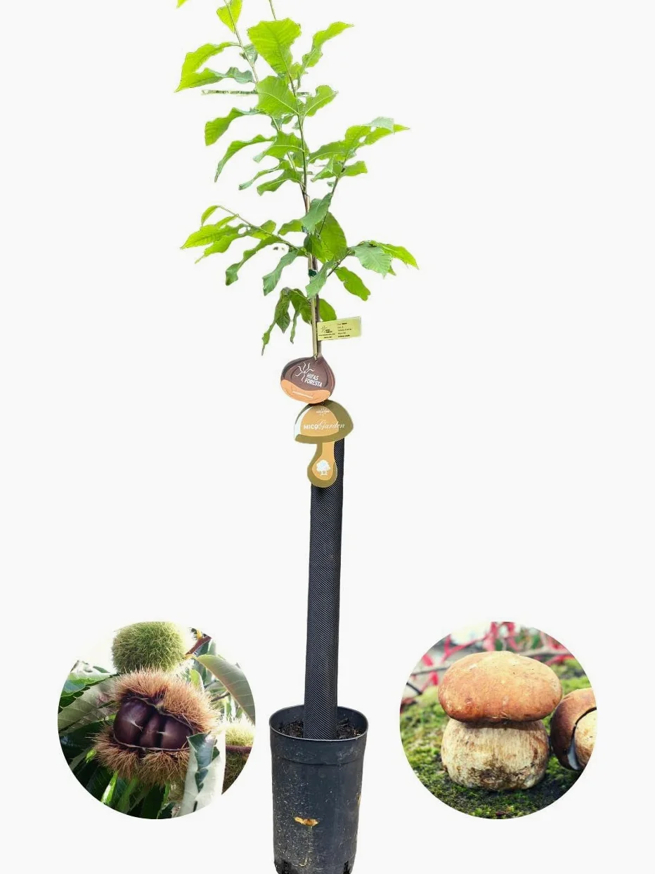 HIFAS- Árbol Frutal castaño. Pack de 4 árboles. Produce castañas grandes y setas (Boletus edulis). Altura 1-1,20m. Macetas de 3,5 litros. Variedad Bouche de betizac, injertado sobre castaño híbrido.
