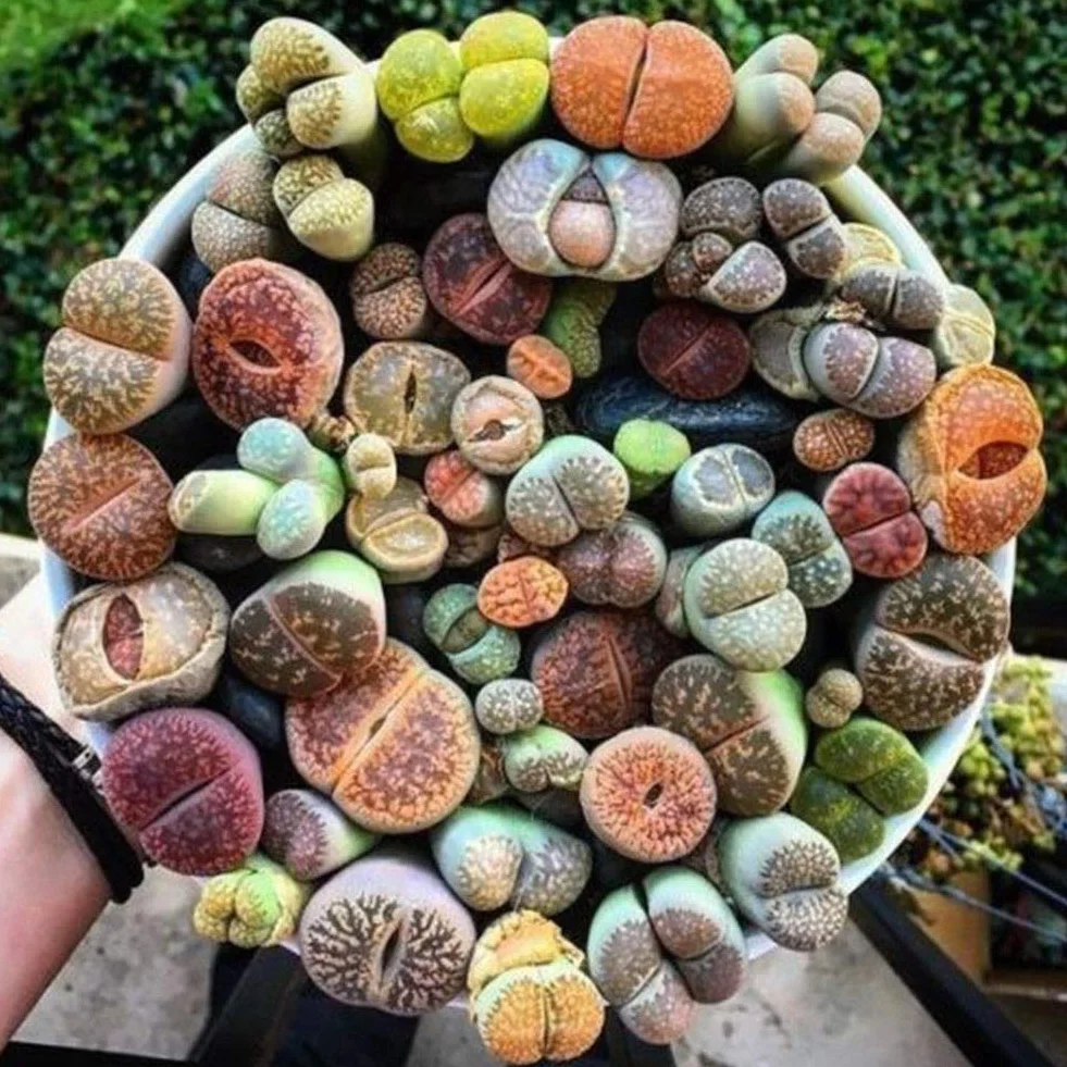 Portal Cool 100Pcs: 50 / 100Pcs Semillas de Lithops raras mezcladas Piedras vivas Semillas de plantas de cactus suculentas