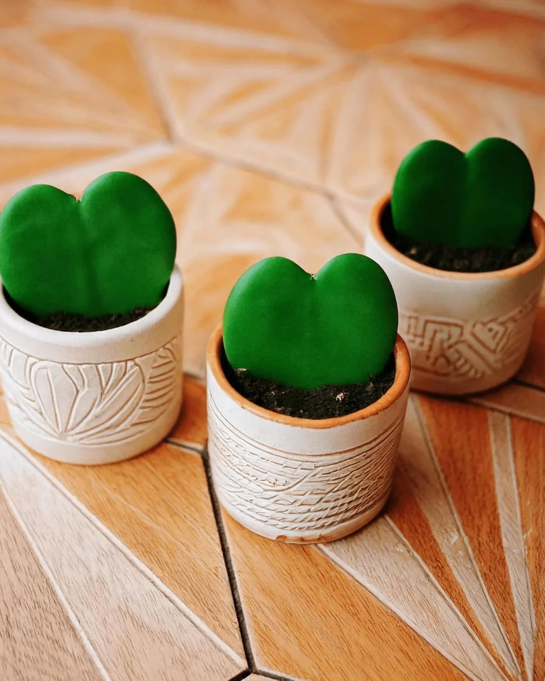 PUR PLANT Hoya Kerrii Mini | Planta Corazón Natural Pet Friendly | Planta de Interior Decorativa | Maceta de Ø6 cm