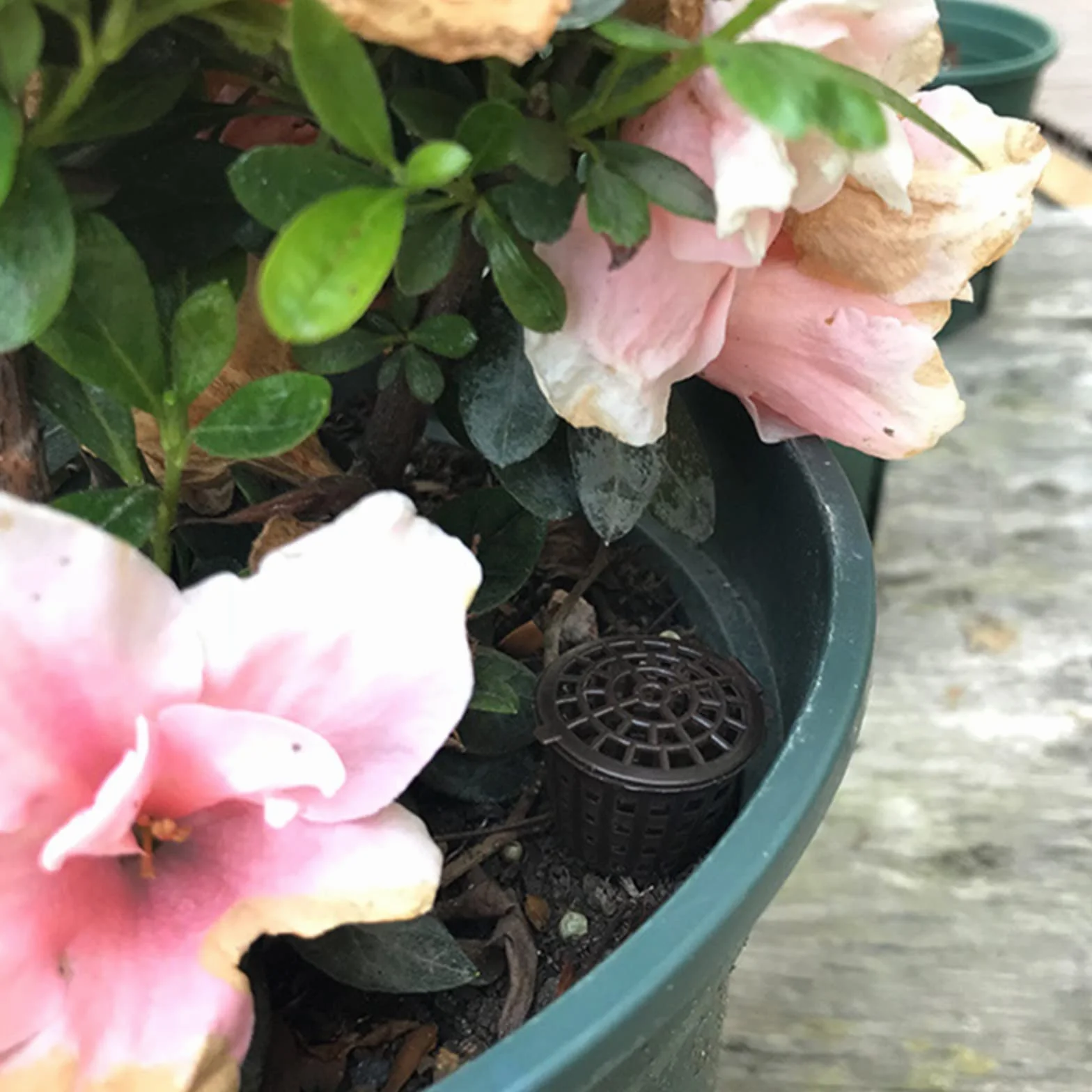 100 cestas de malla de fertilizante, orquídeas, fertilizante para jardín, bonsái, cesta de abono para bonsai jugosas orquídeas bonsái