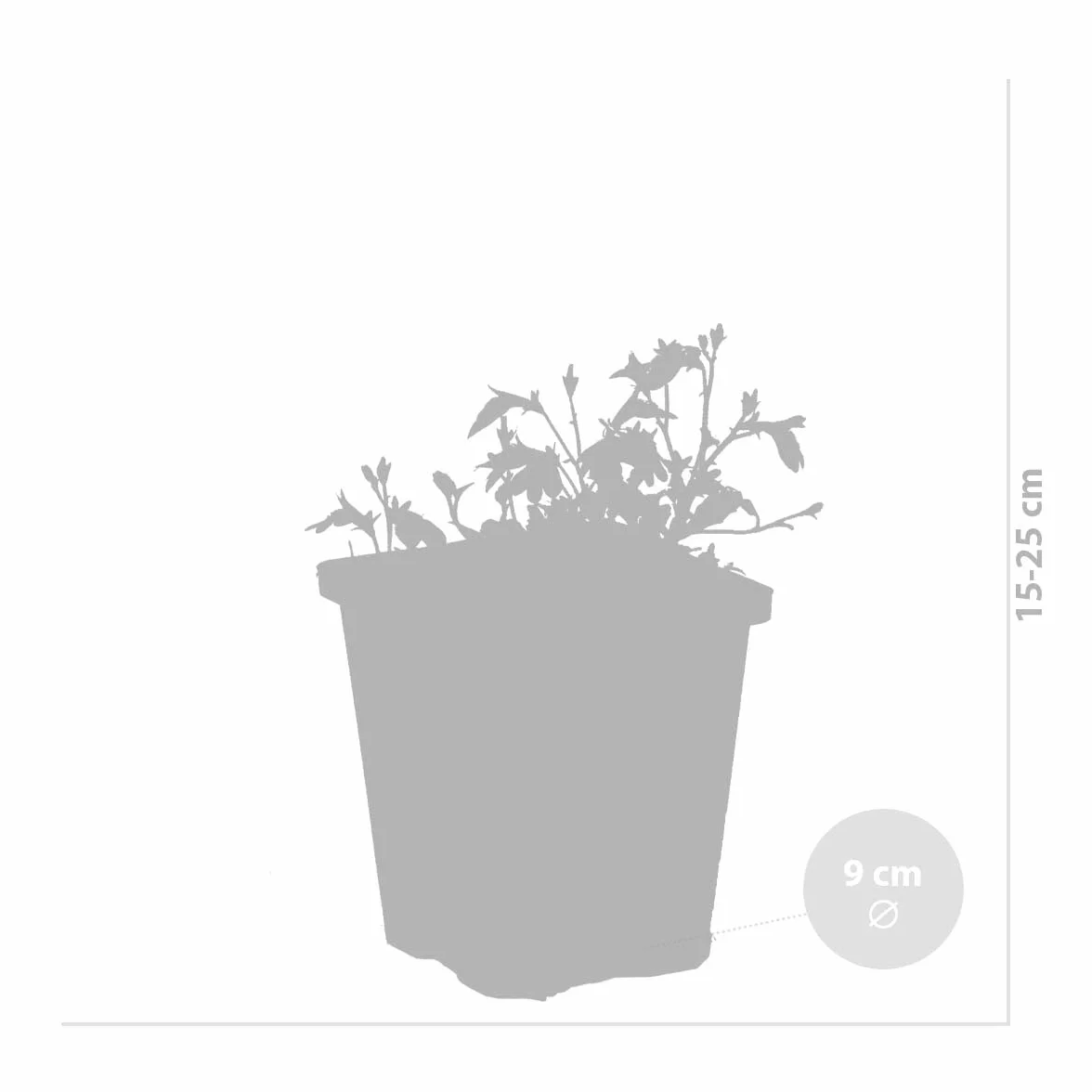 Bloomique - Mazus reptans - Plantas de estanque - Acuáticas - Resistente al frío - Altura 10-20 cm - Maceta 9 cm