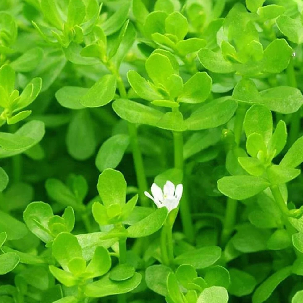 50 semillas de plantas de acuario, decoración de pecera de tortuga, hierba de agua