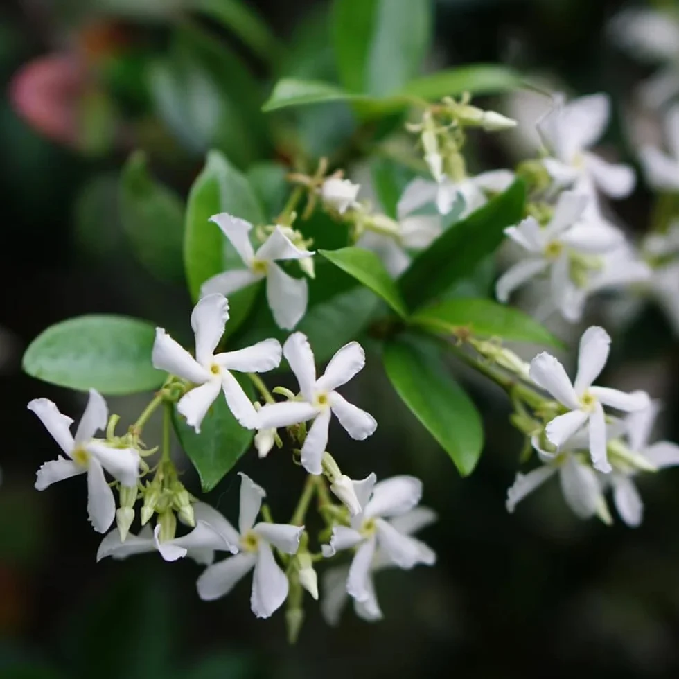 Semillas de jazmín estrella - las trepadoras son resistentes Trachelospermum jasminoides - balcón de semillasde jardín 50pcs