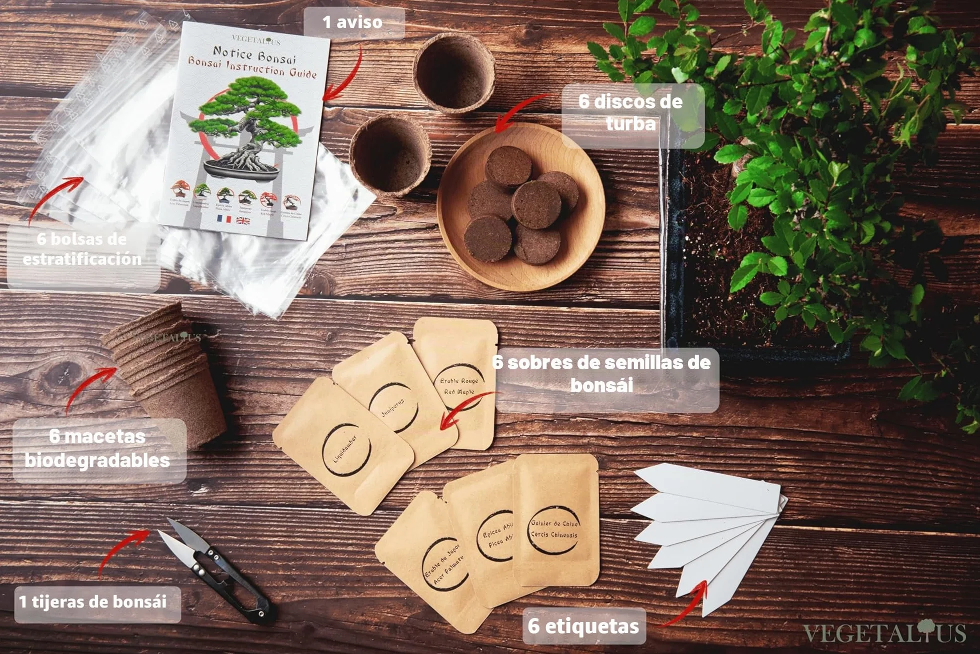 Kit completo de 6 Bonsai con semillas y accesorios - Fabricado en Francia - Idea original de regalo para mujer y hombre para tu interior o jardín. Ideal para Navidad o Secret Santa