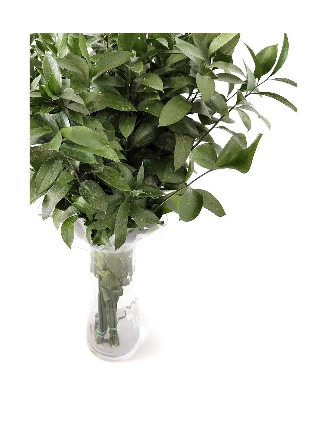 JARDIN202 - Ruscus | Flor Natural | Ramo de 50 tallos | Verde | 80cm de alto