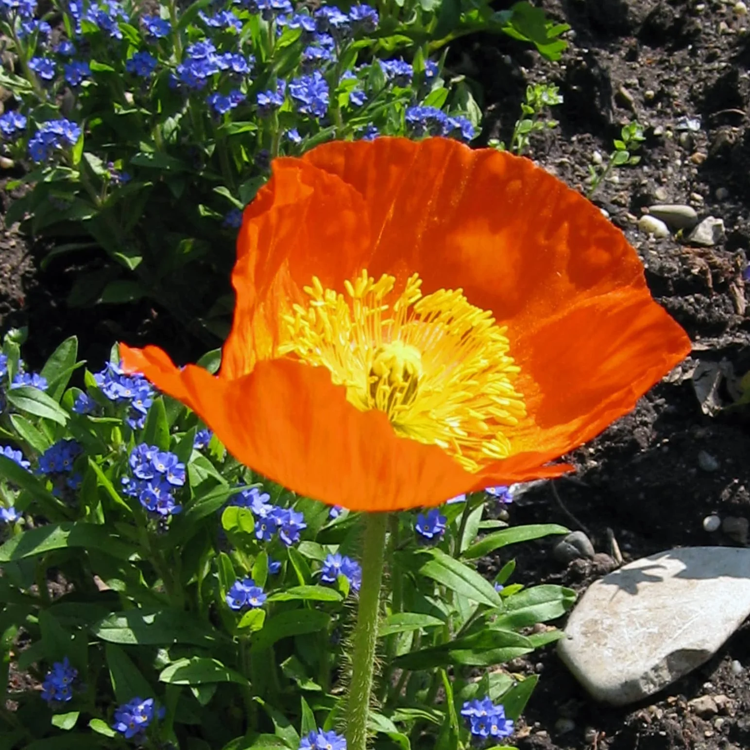Amapola de Islandia (Papaver nudicaule) aprox. 1200 semillas del arbusto bienal a perenne para el jardín