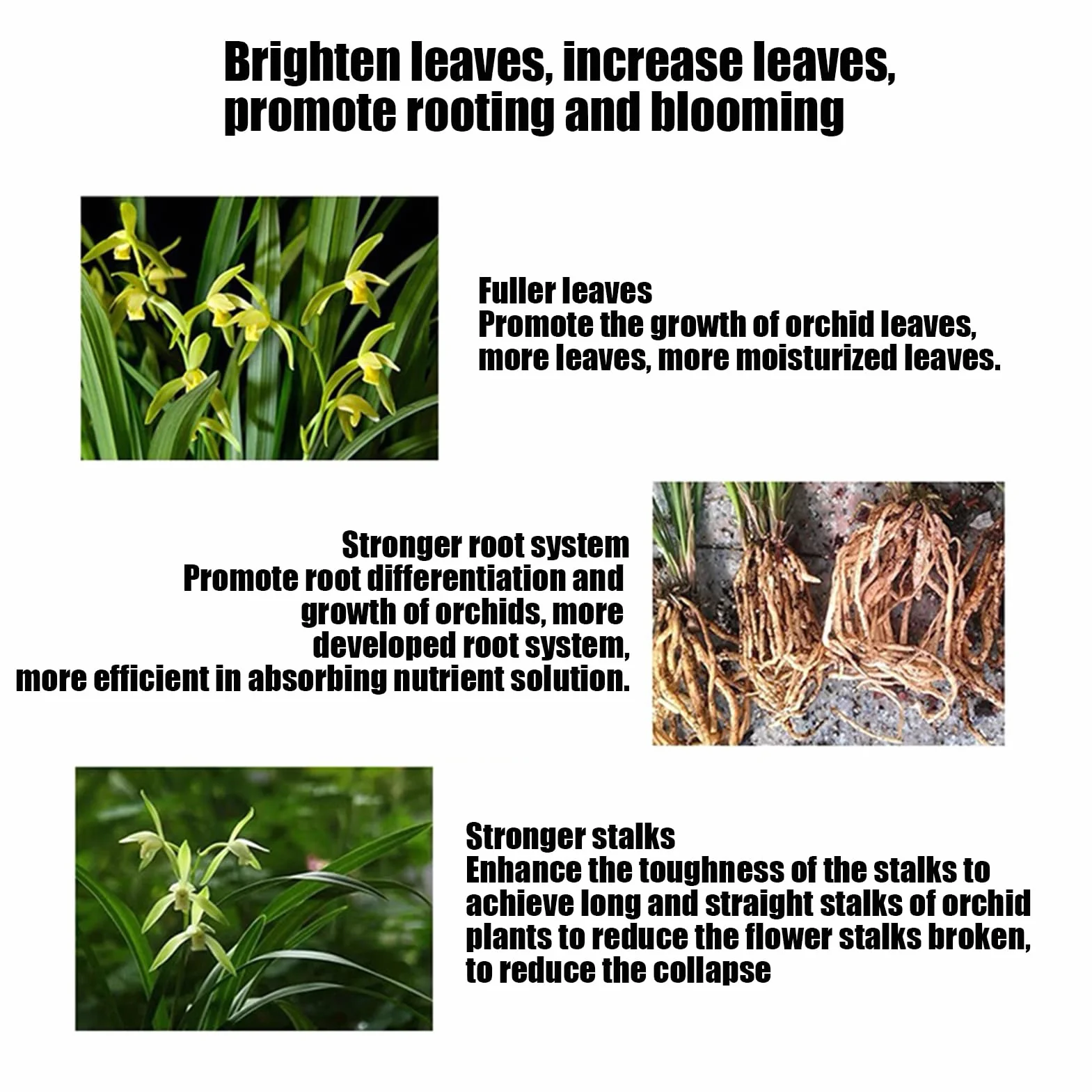 Alimento para plantas de orquídeas | Fertilizante líquido de enraizamiento | Fertilizante líquido para orquídeas | Spray de niebla de orquídeas | Fertilizante natural para orquídeas | Niebla compacta