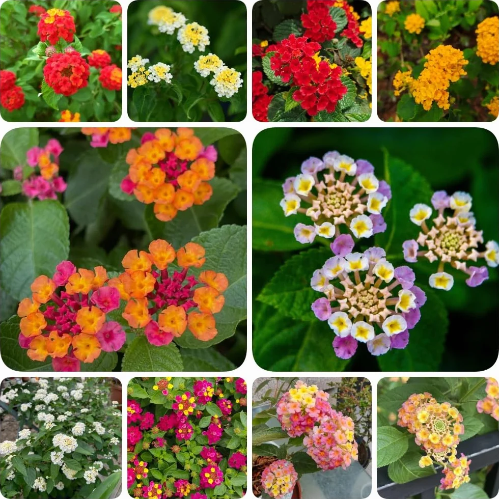 Semillas de lantana - semillas de silvestres resistentes para el jardín de balcón resistentes 550pcs