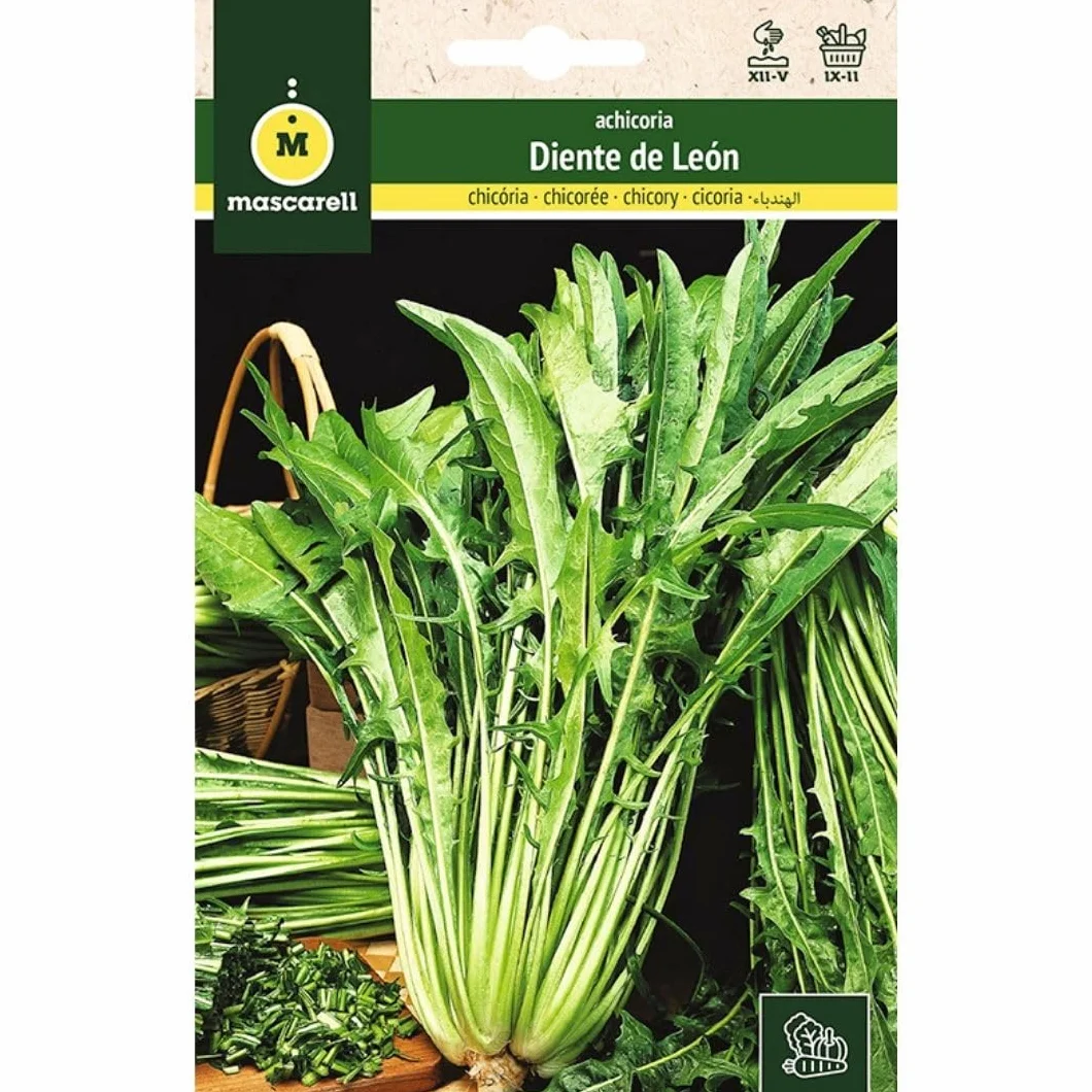 Mascarell Semillas, ACHICORIA, Semillas Huerto, ACHICORIA DIENTE DE LEON, Crea tu Propio Huerto Urbano y Cultivo en Casa, Plantas Hortícolas, 8 Gramos