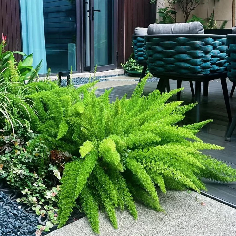 50 Pc Semillas De Plantas De Espárragos Ornamentales - Helecho Cola De Zorra - Regalos Para Jardineros, Decoraciones De Jardín Para Exterior, Espárragos Densiflorus, Regalos Para