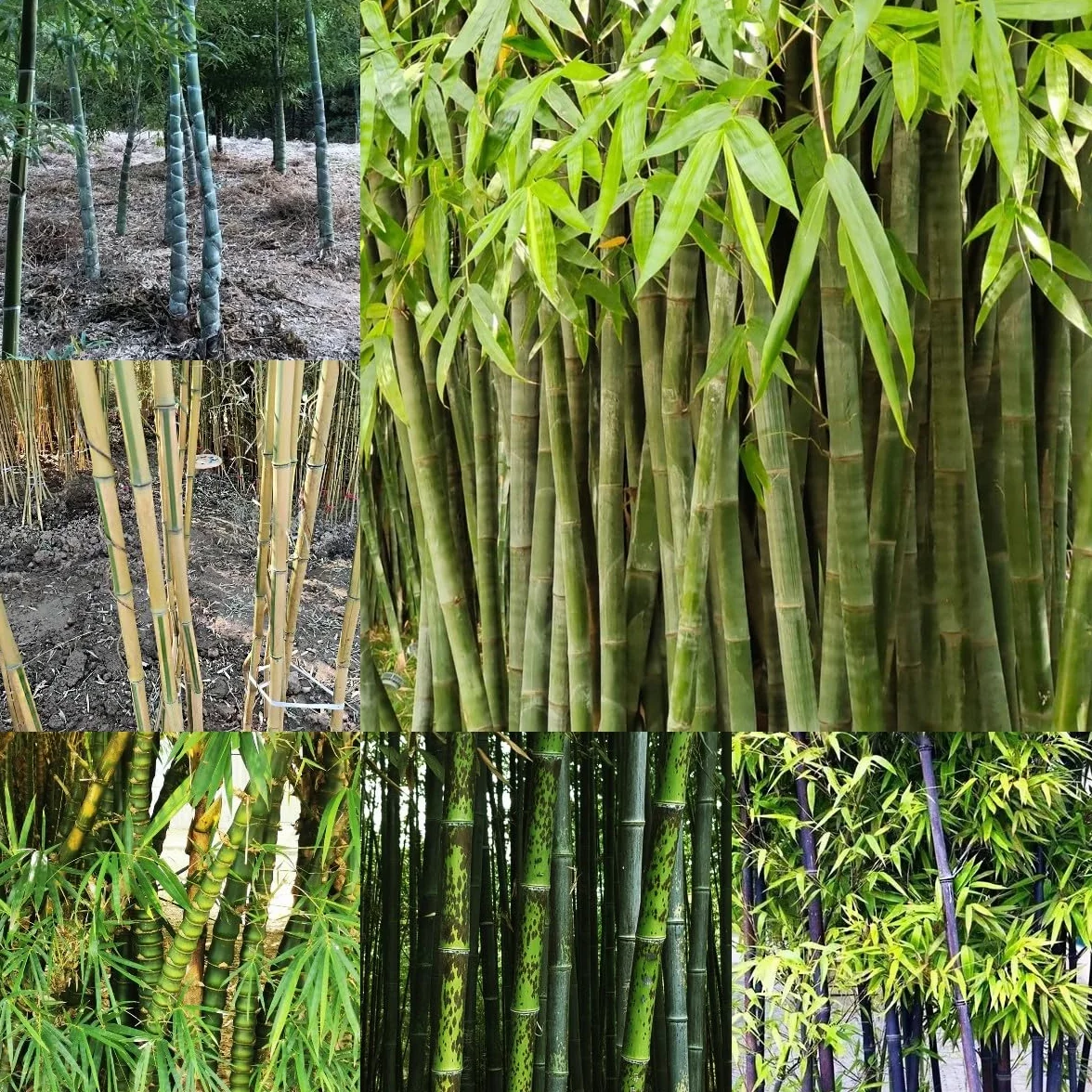 100 piezas Semillas de bambú resistentes Comprar árboles bonsais Semillas de bambú de rápido crecimiento. plantar semillas de jardín lo mejor de Cobertura del suelo perenne resistente