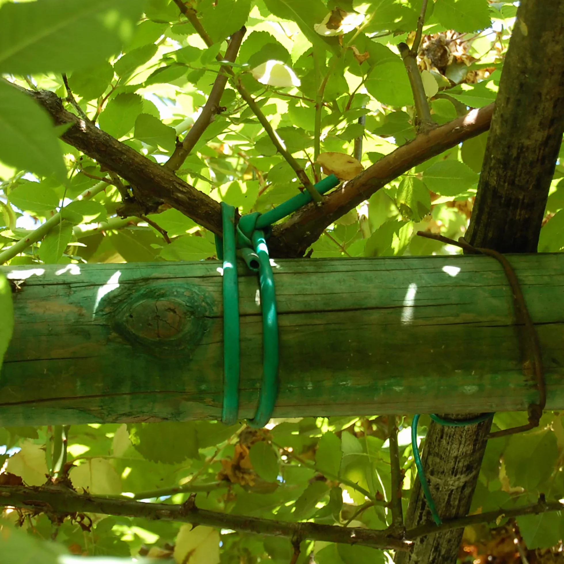 TENAX Tubo Agrícola para Plantas, Verde 1000 g, Diámetro 2 mm, Longitud Aprox 240 m, Tubo Agrícola de PVC, Ataduras para Plantas