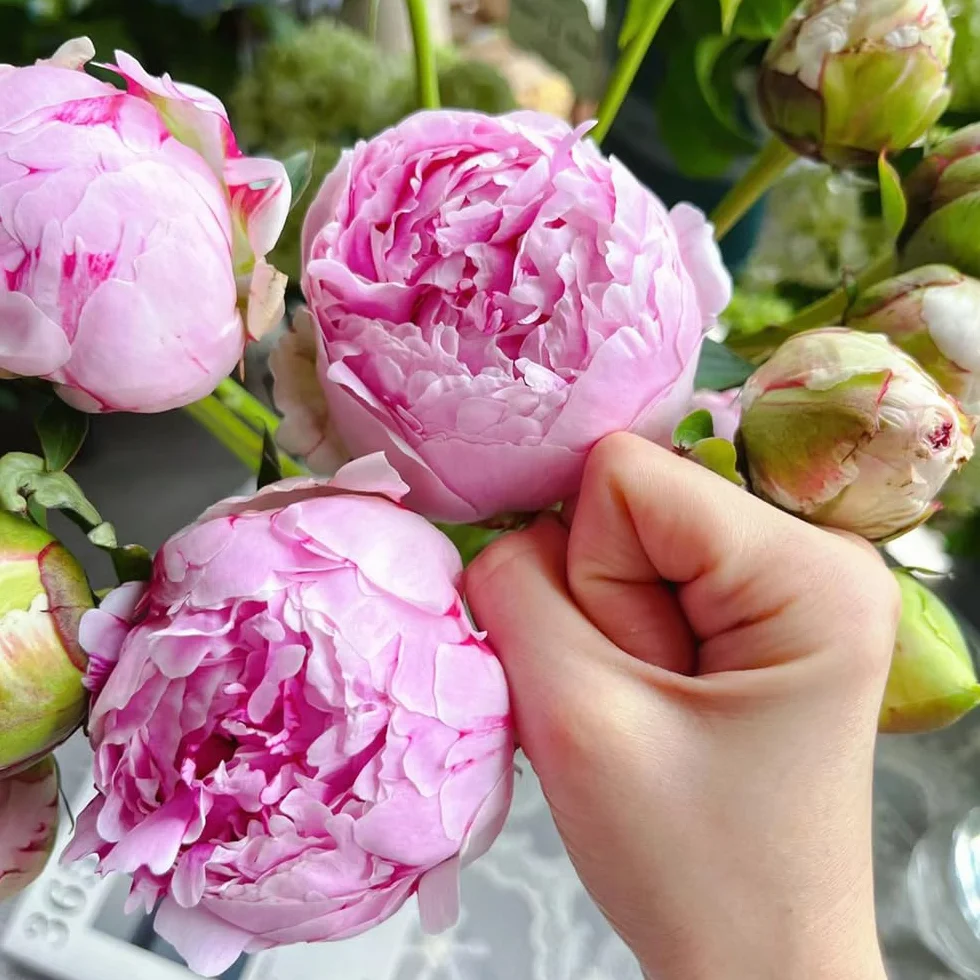 1 piezas Bulbos de peonías resistentes, bulbos de peonías decoracion salon, bonsais peonía (Paeonia suffruticosa) regalos inusuales, invernaderos de balcón cobertura del suelo, perenne