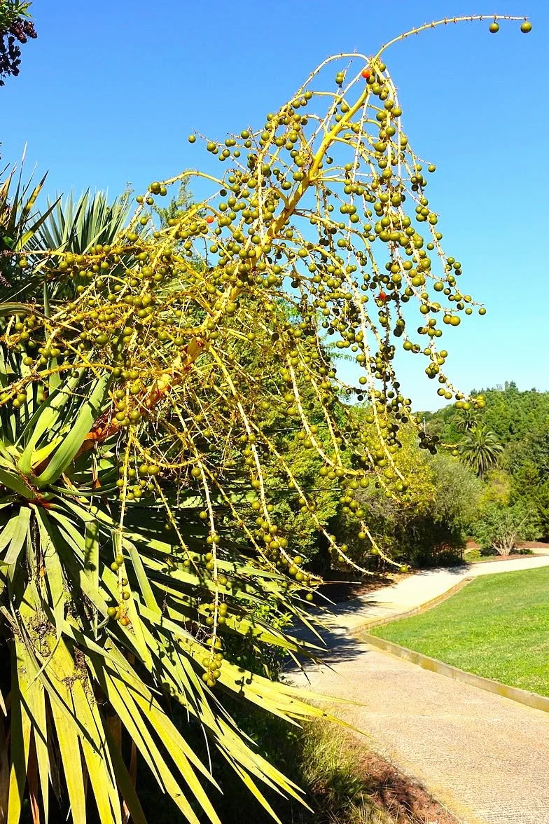 6 Semillas de Drago de Canarias (Dracaena draco), Árbol Milenario