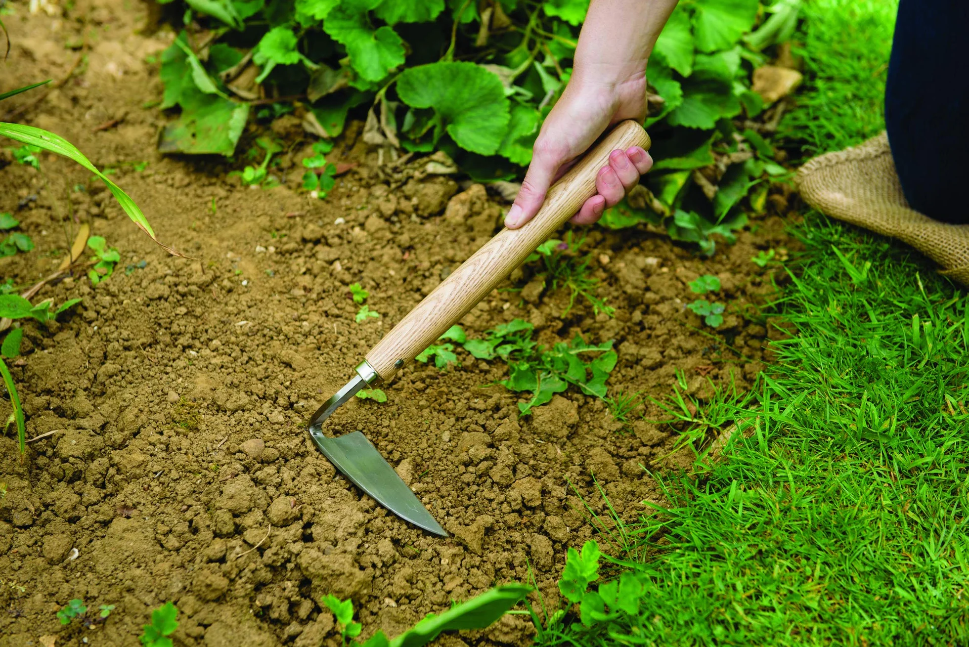 Kent & Stowe Azada para Cortar – Azada de Acero Inoxidable para Eliminar Malas Hierbas en el jardín, escardador con Mango de Madera, tamaño: 32 cm