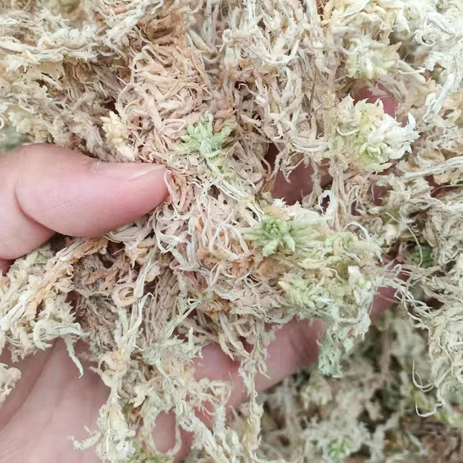 CATELL 190 g de musgo Sphagnum para plantas, terrario, tortuga y plantas de interior